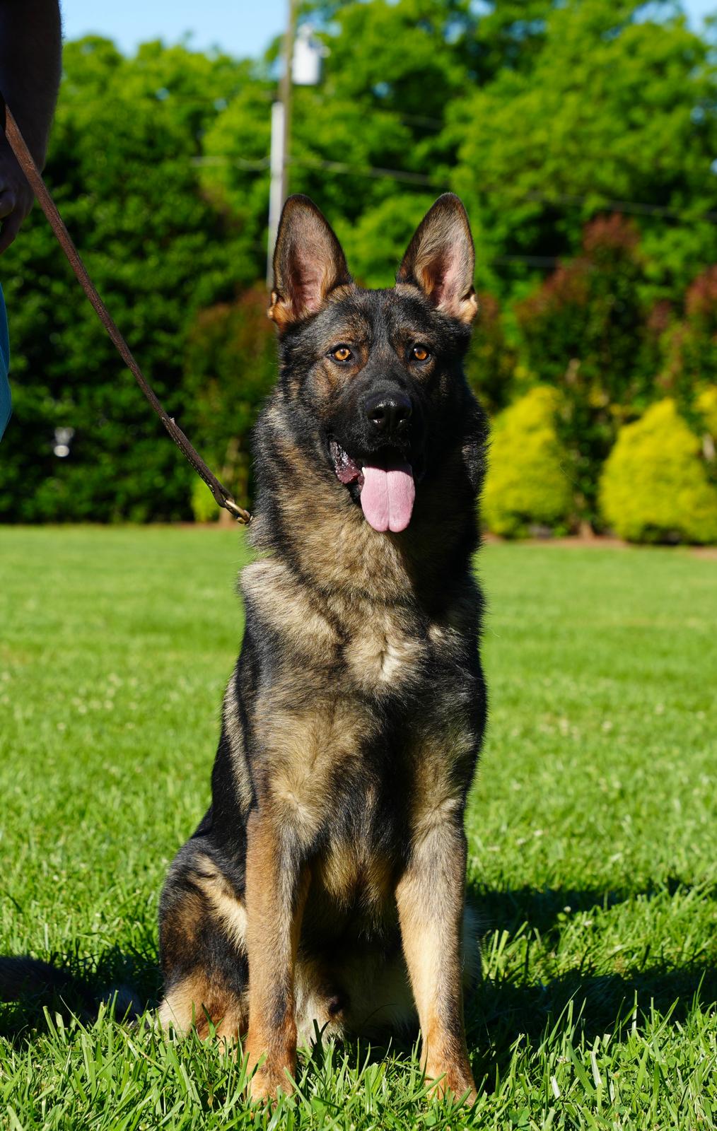 Ensure Your Safety Amid Rising Crime Rates - protectiondog.com