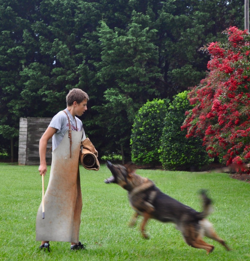 History Of Military Dogs: The German Shepherd - protectiondog.com