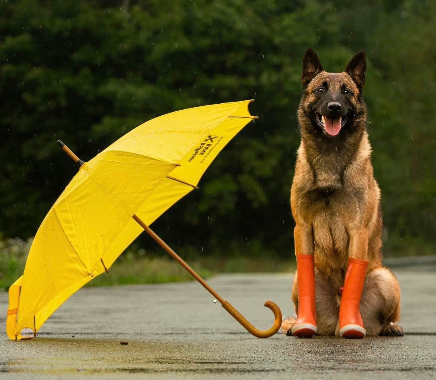 How Much Does a Protection Dog Cost? - protectiondog.com