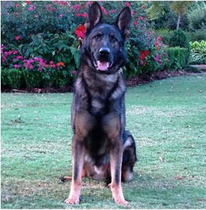 Fully trained guard dogs for deals sale