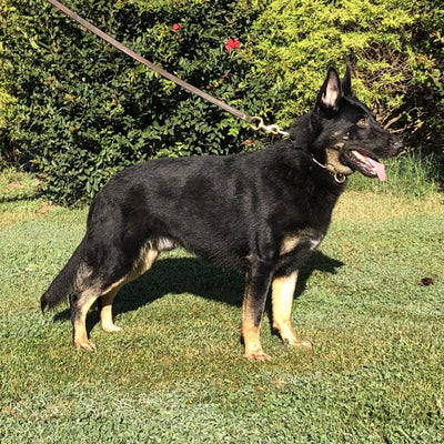Becks - Fully Trained Young Adult - protectiondog.com