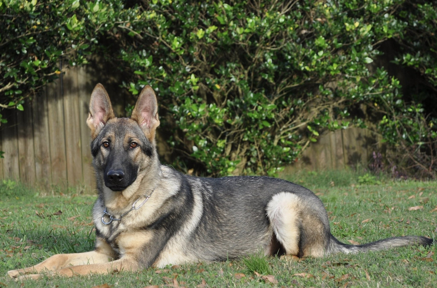 Elvis - Trained Protection Dog - protectiondog.com