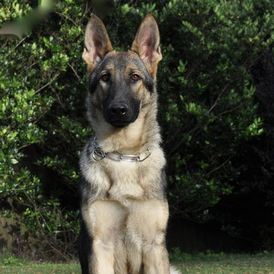 Elvis - Trained Protection Dog - protectiondog.com