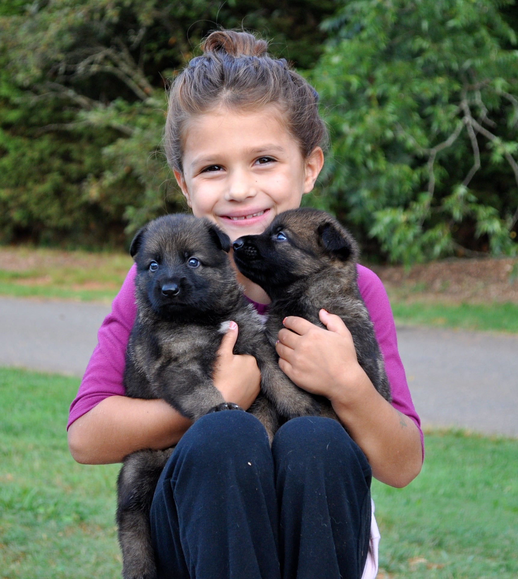 German Shepherd Puppies - protectiondog.com