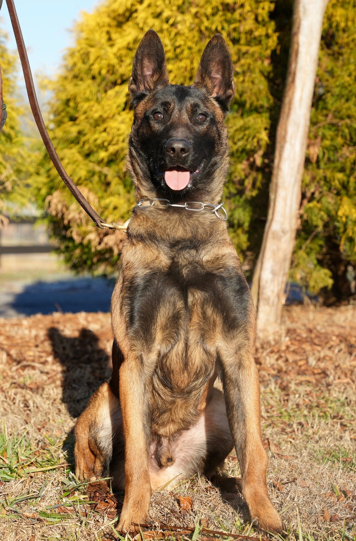 Trained Belgian Malinois protection dog sitting on command