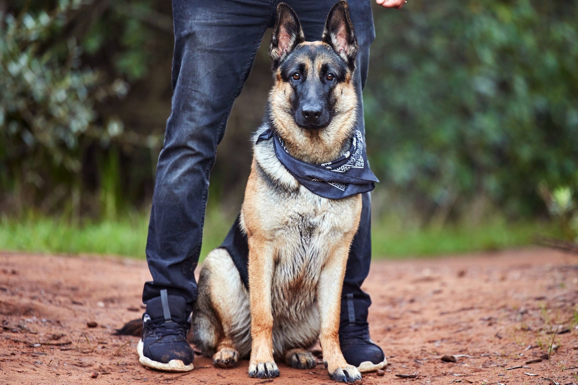 Family Trained German Shepherds - protectiondog.com