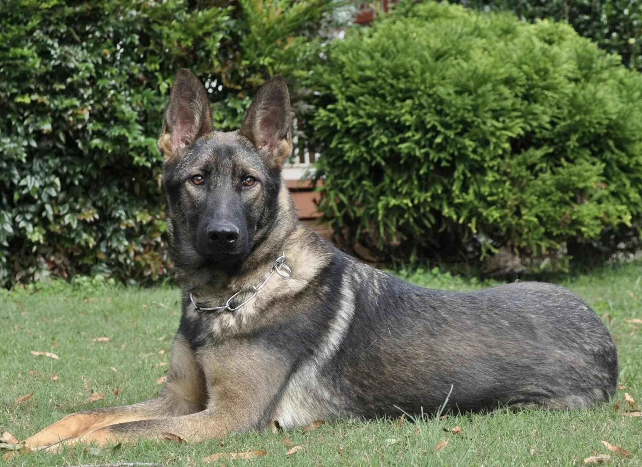 German Shepherd Protection Dogs 101 - protectiondog.com