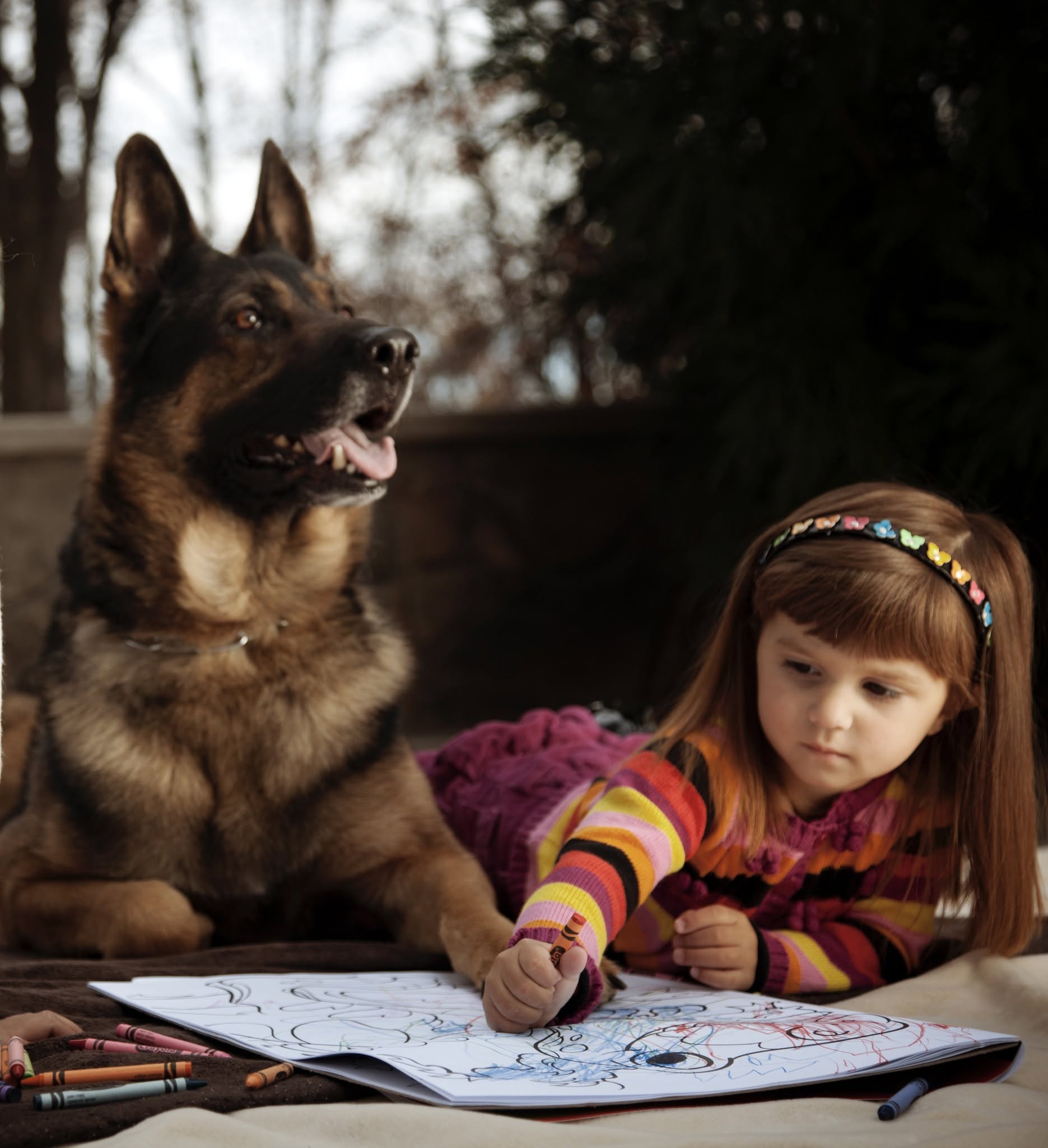 German Shepherd Size: How Big is a German Shepherd? - protectiondog.com