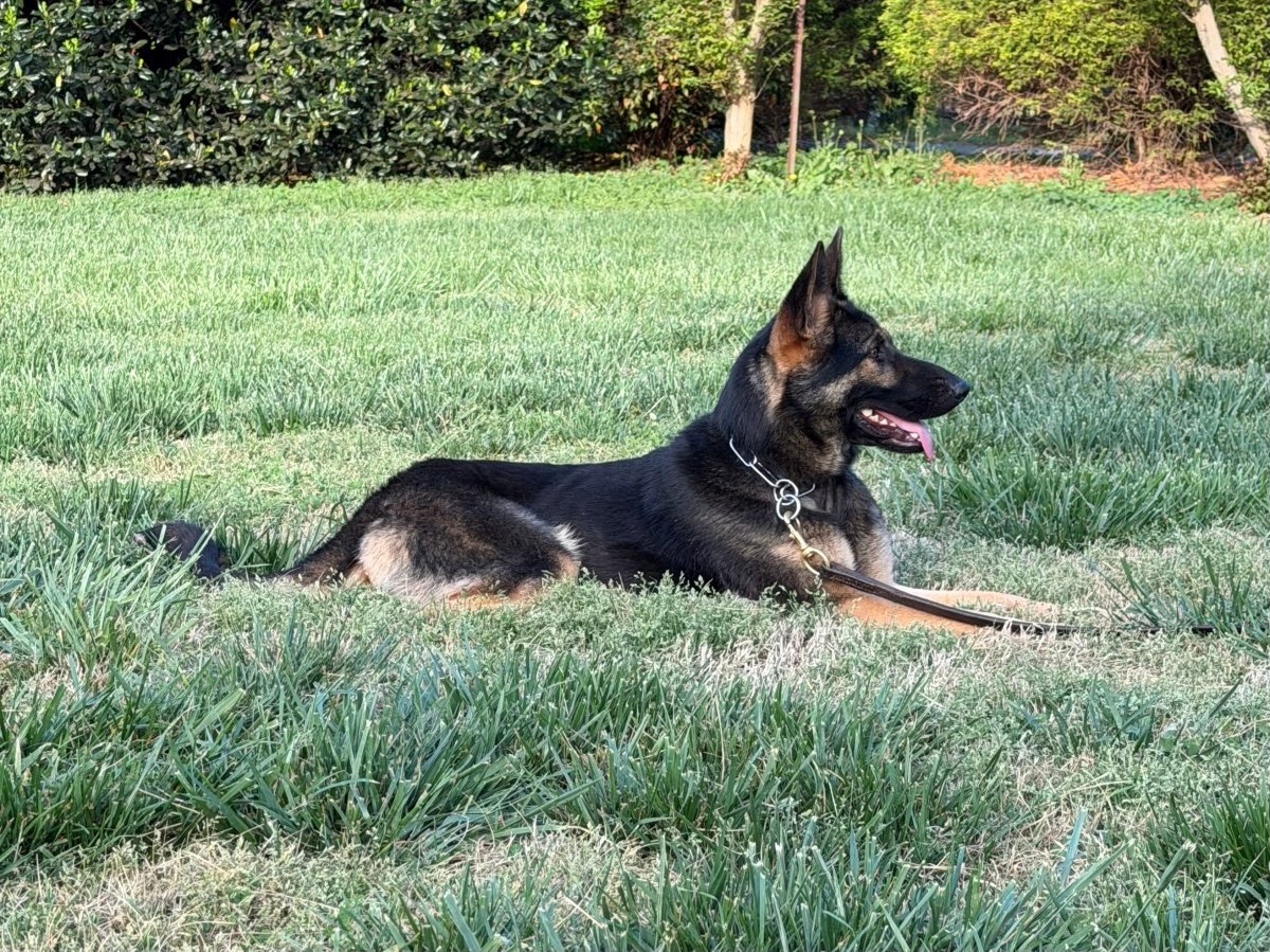 German Shepherds Showing Heroism When Saving Owners - protectiondog.com