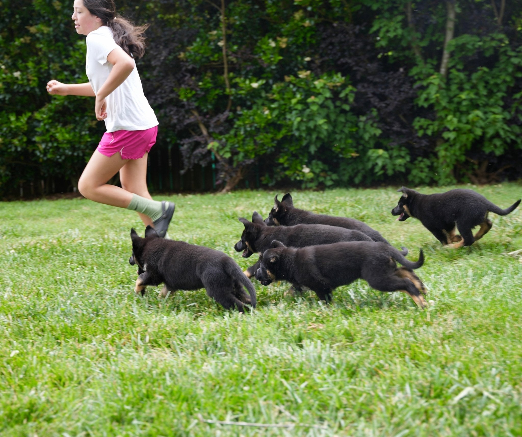 Keeping Your Protection Dog Healthy for the Holidays - protectiondog.com