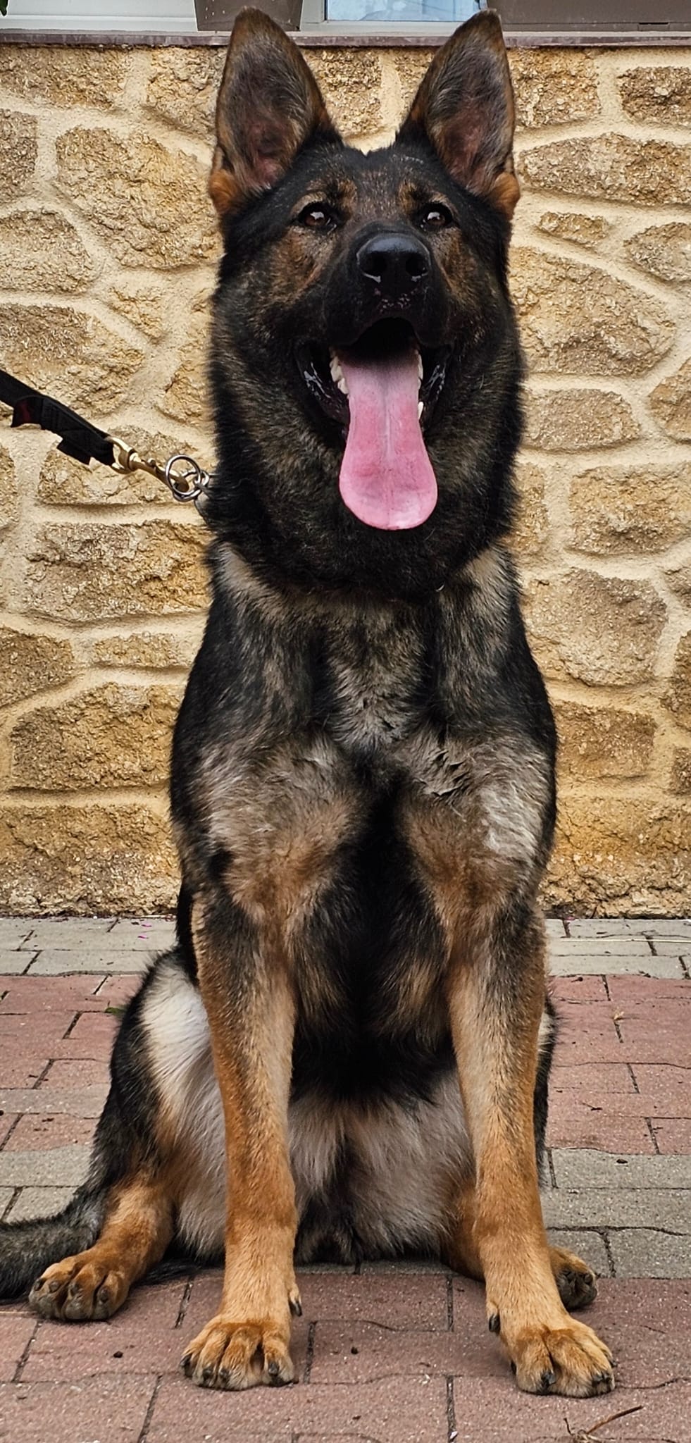 Gunner Adolescent Male German Shepherd