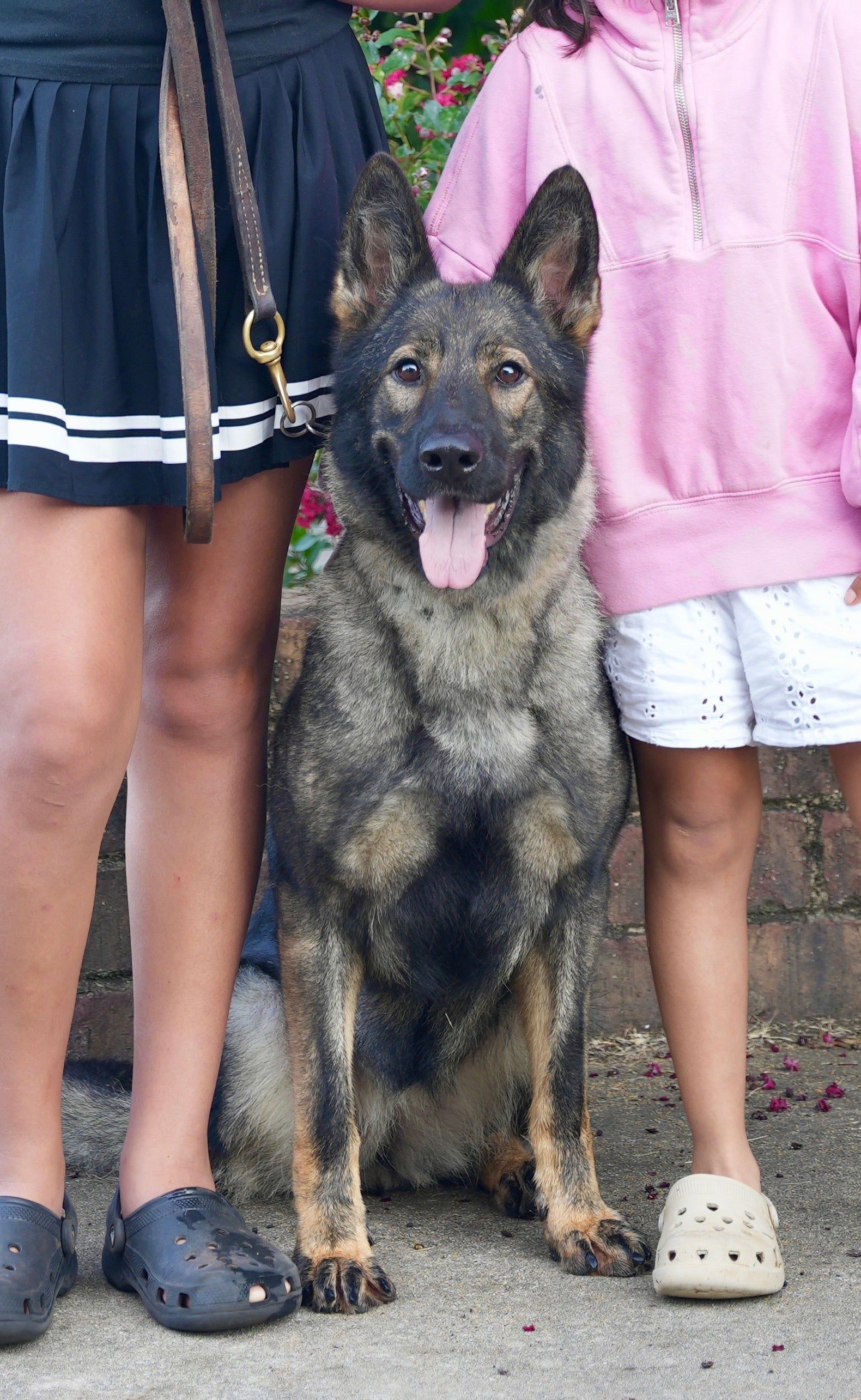 Hustle Adolescent Male German Shepherd