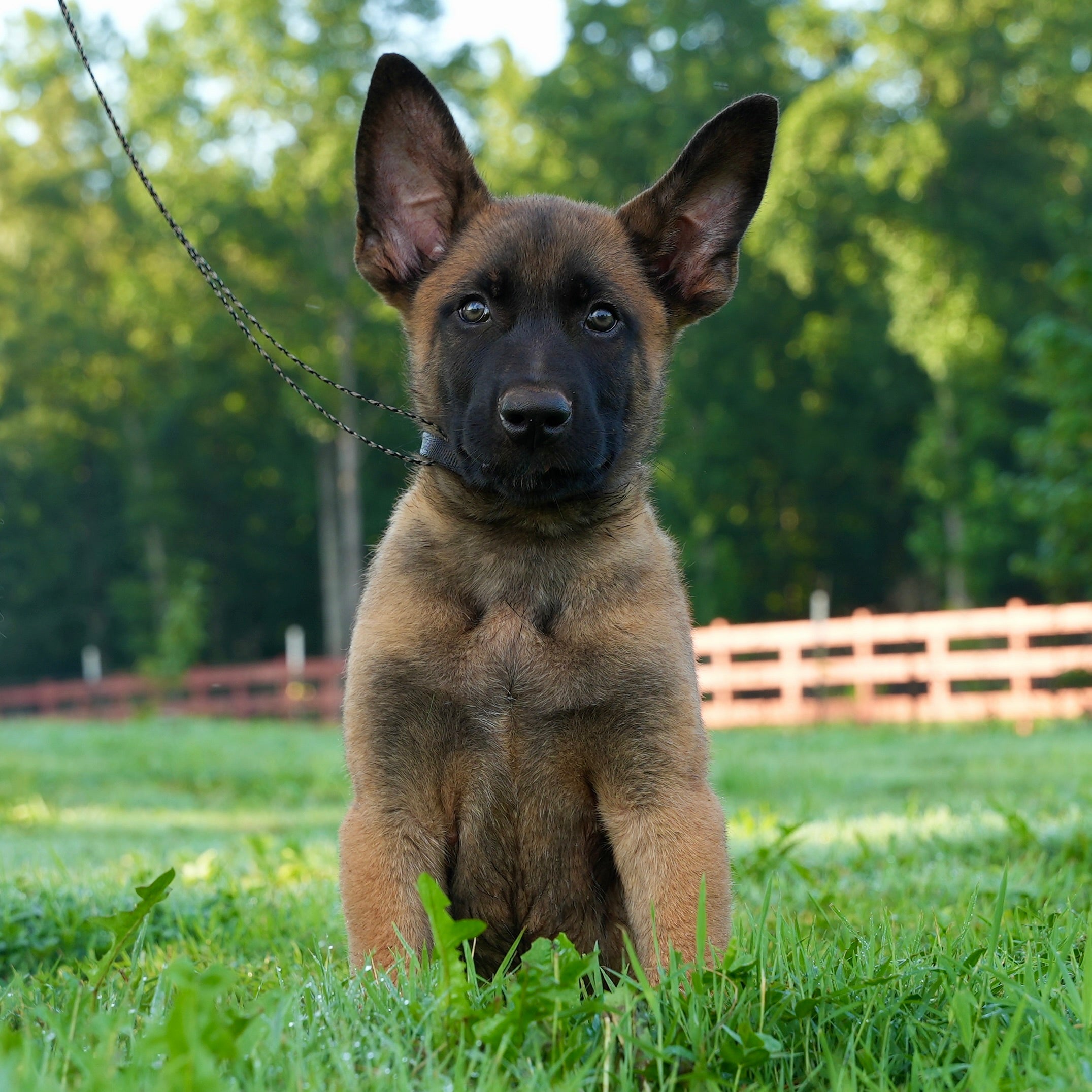 K litter puppies 2026