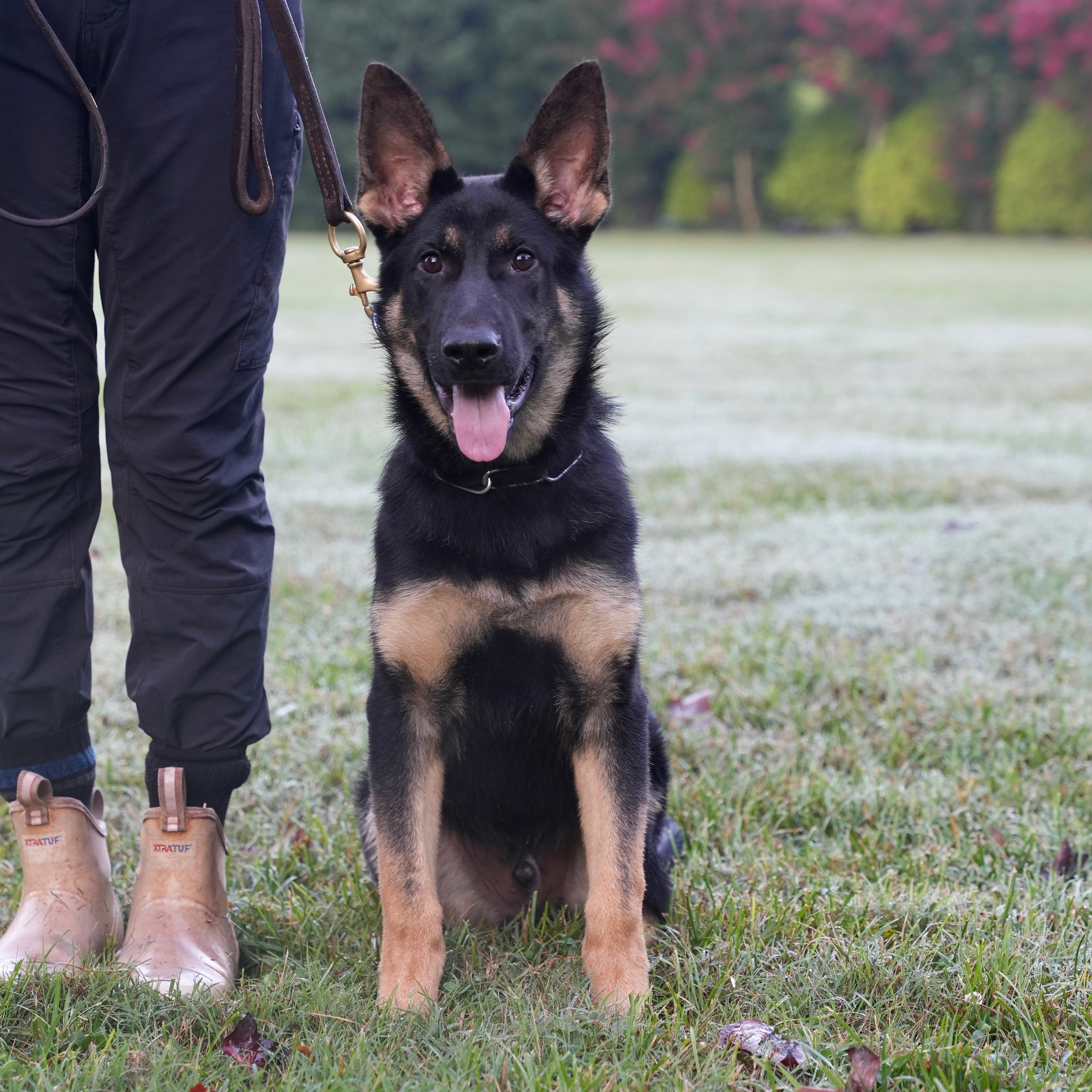 Gunner Adolescent Male German Shepherd