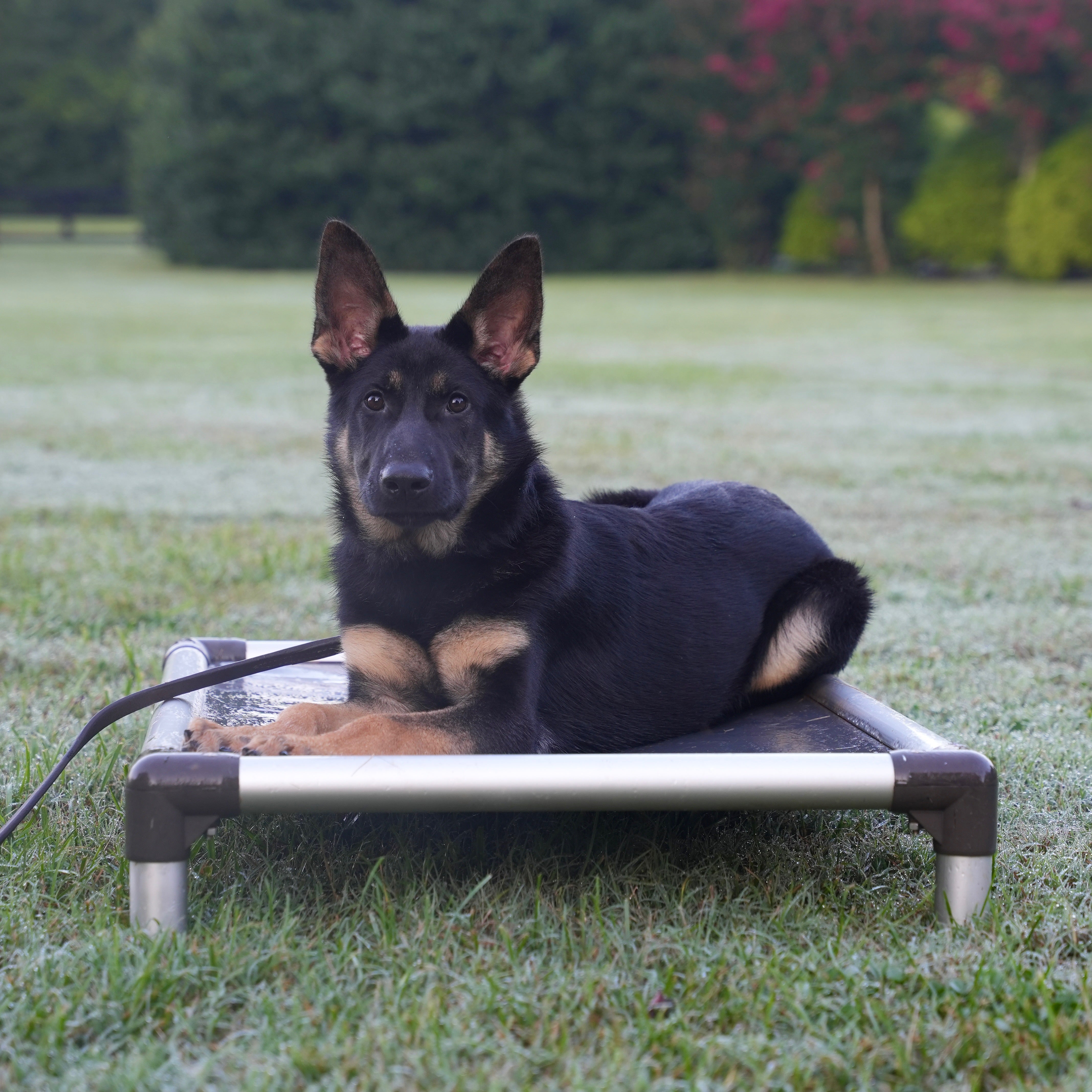 Gunner Adolescent Male German Shepherd