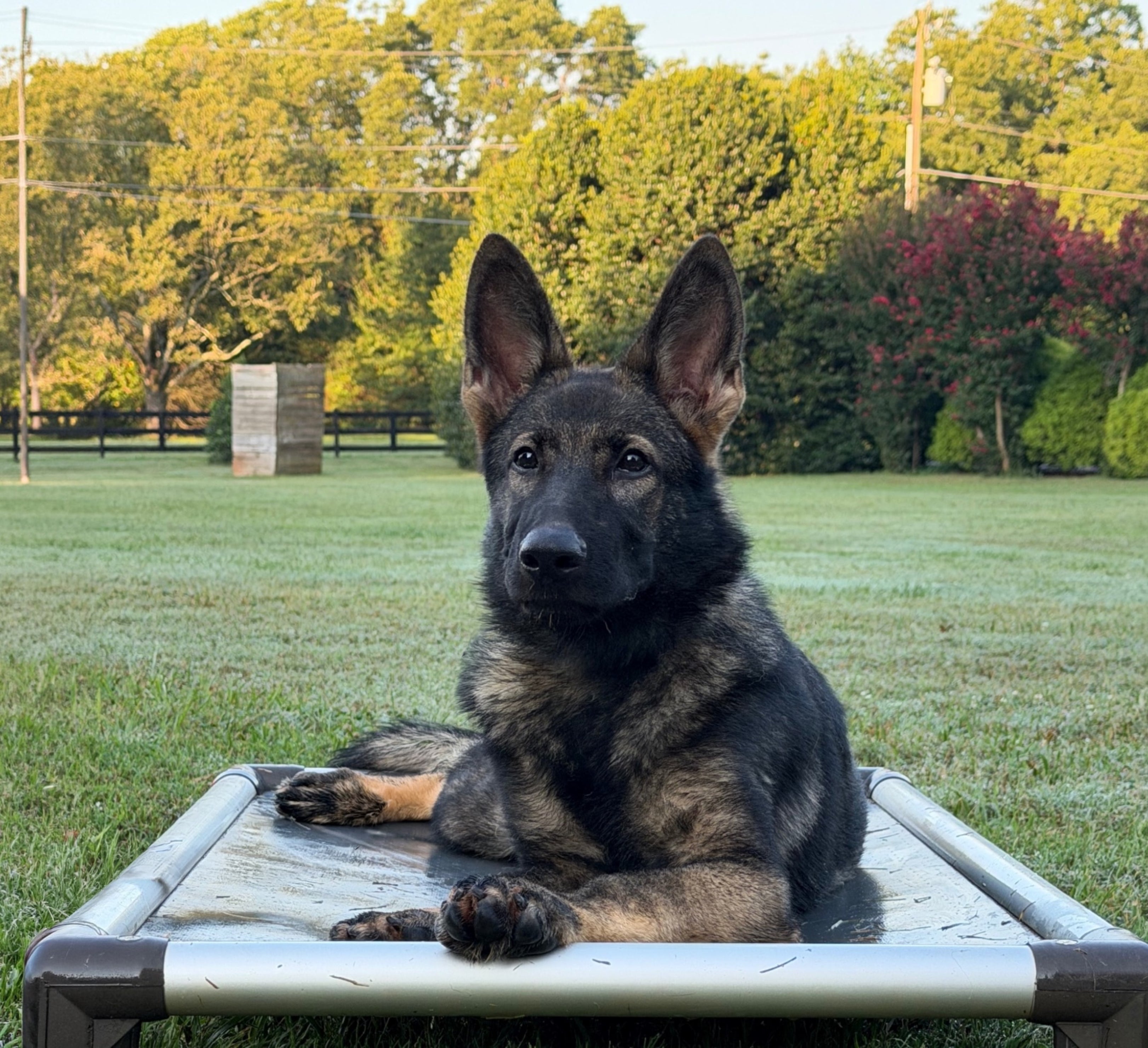 Hustle Adolescent Male German Shepherd