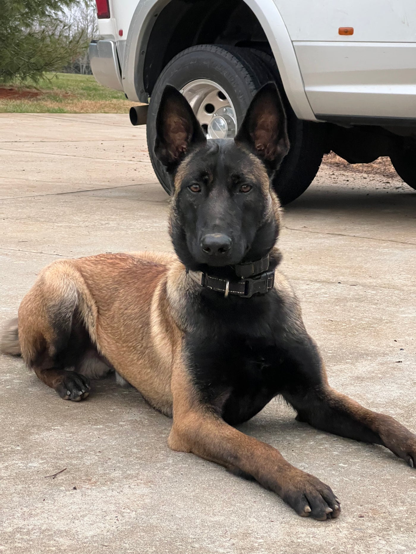 Fully Trained Adult Belgian Malinois