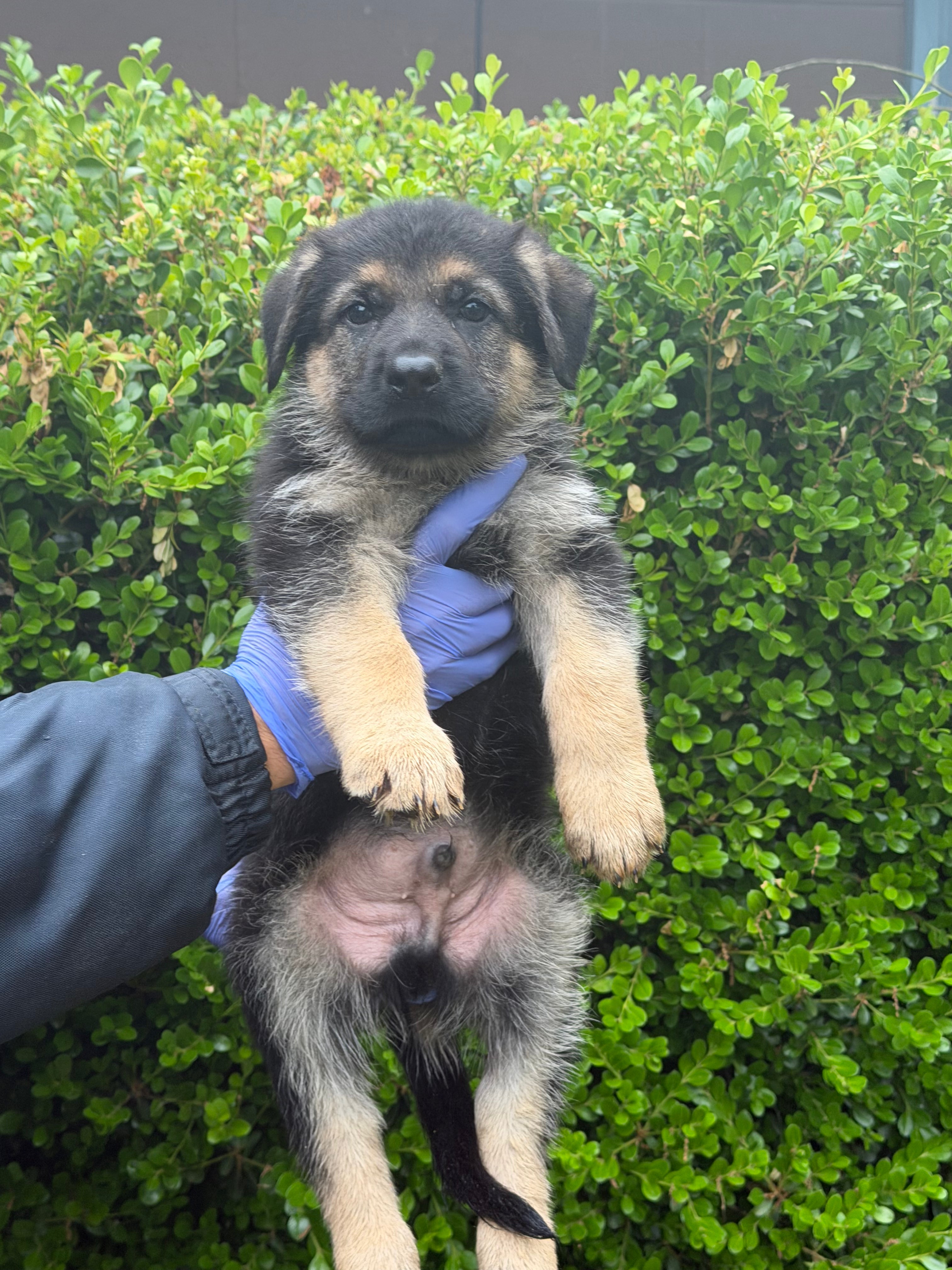 G litter puppies