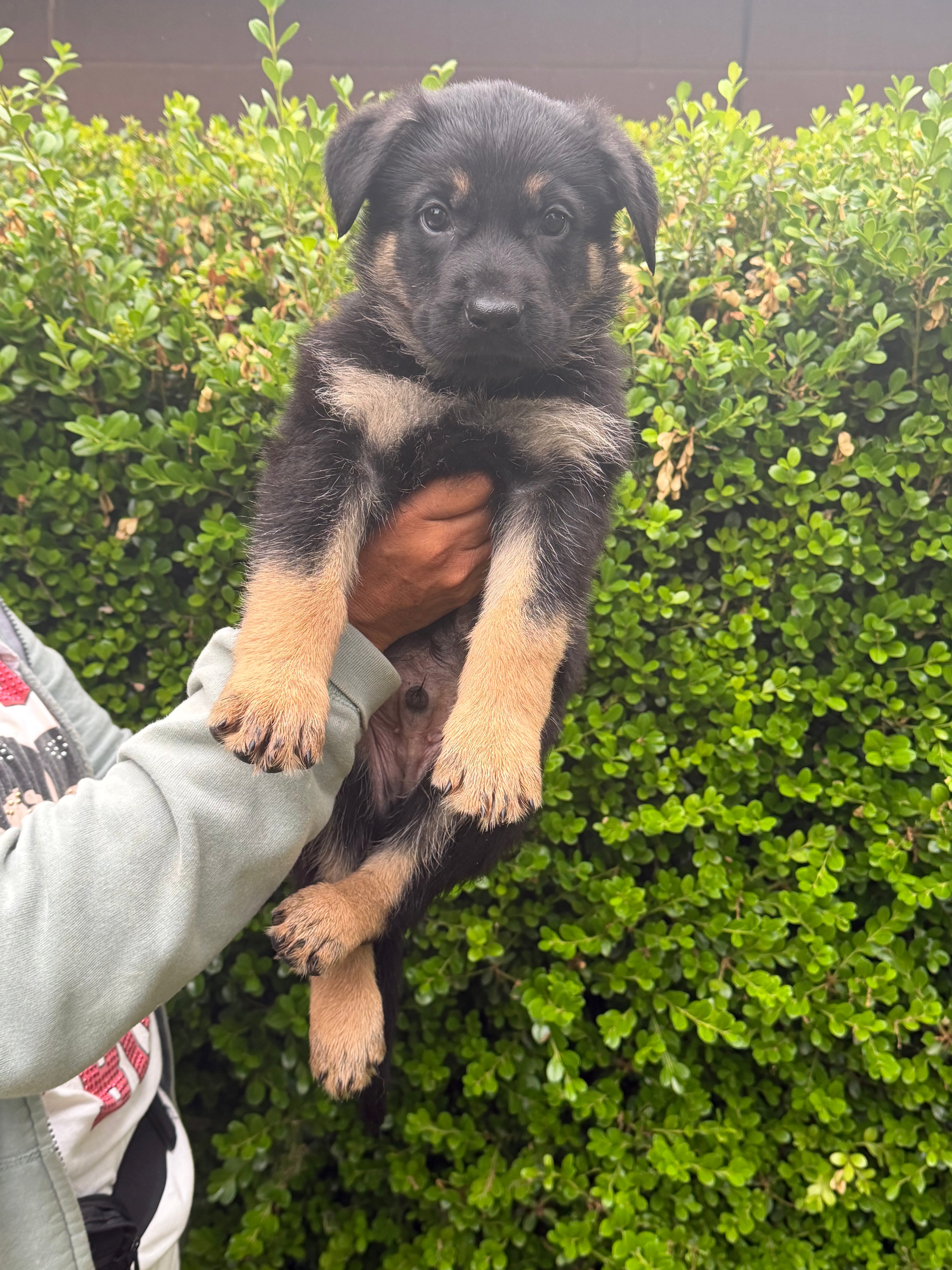 G litter puppies