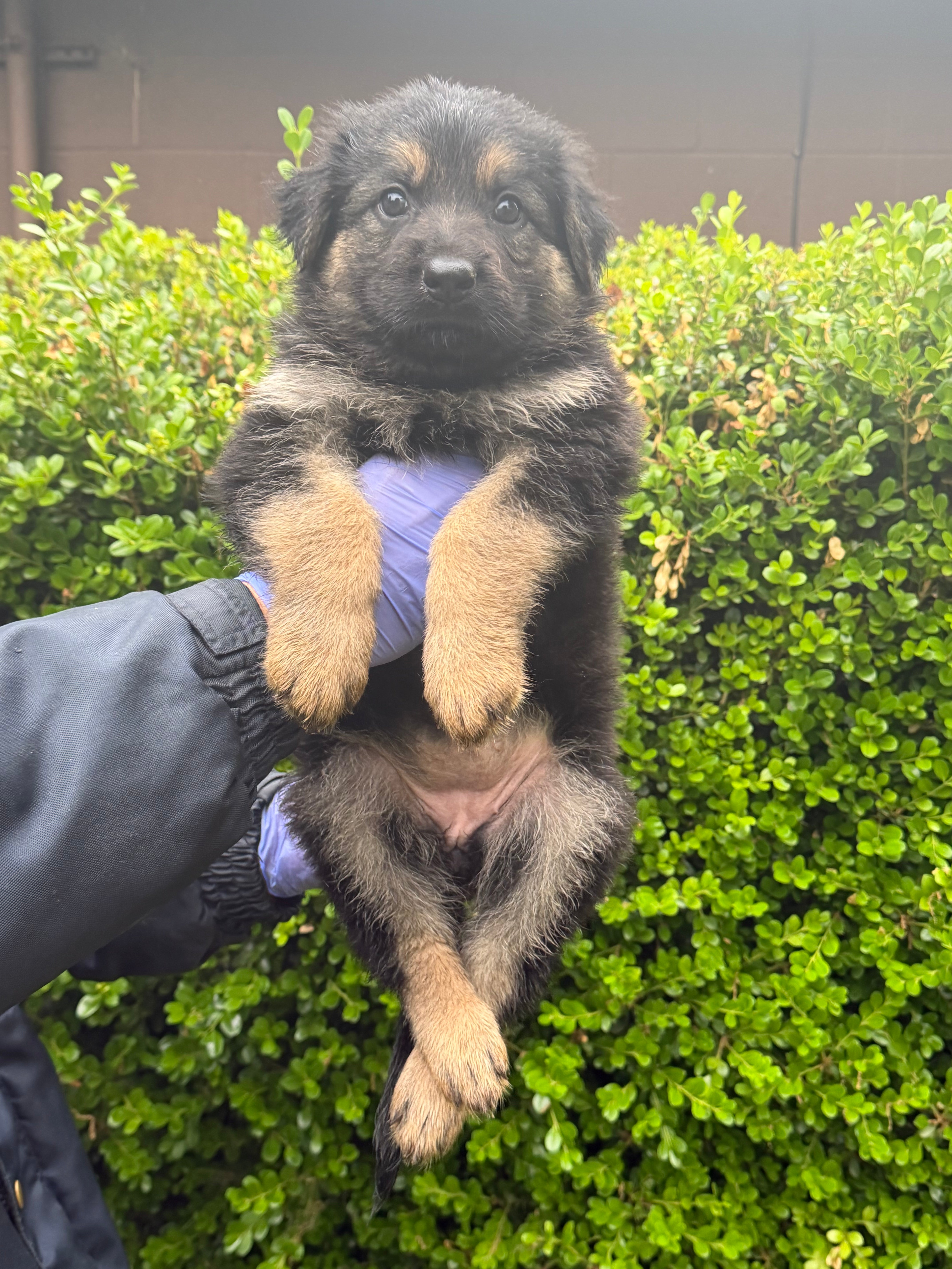 G litter puppies