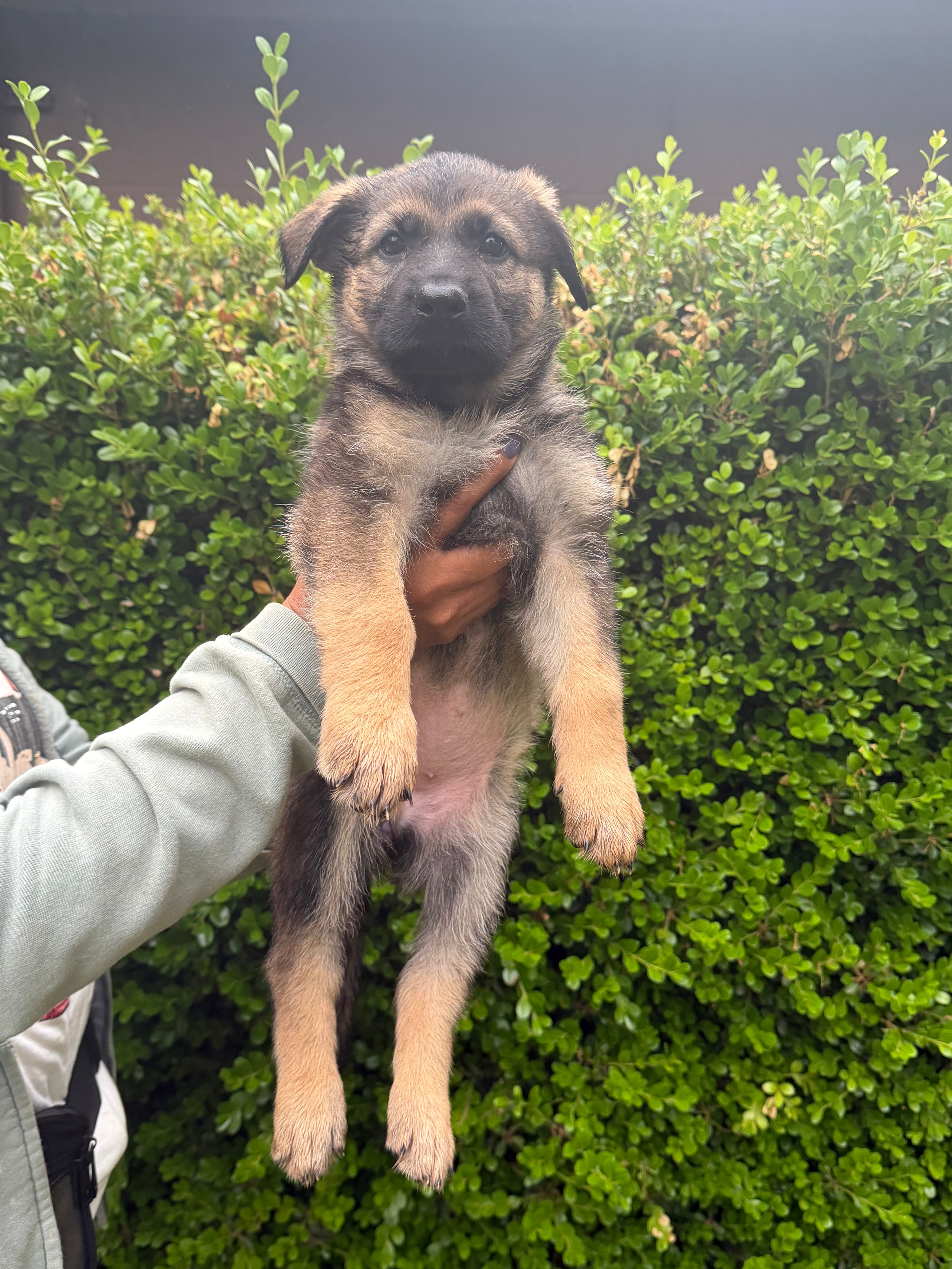 G litter puppies