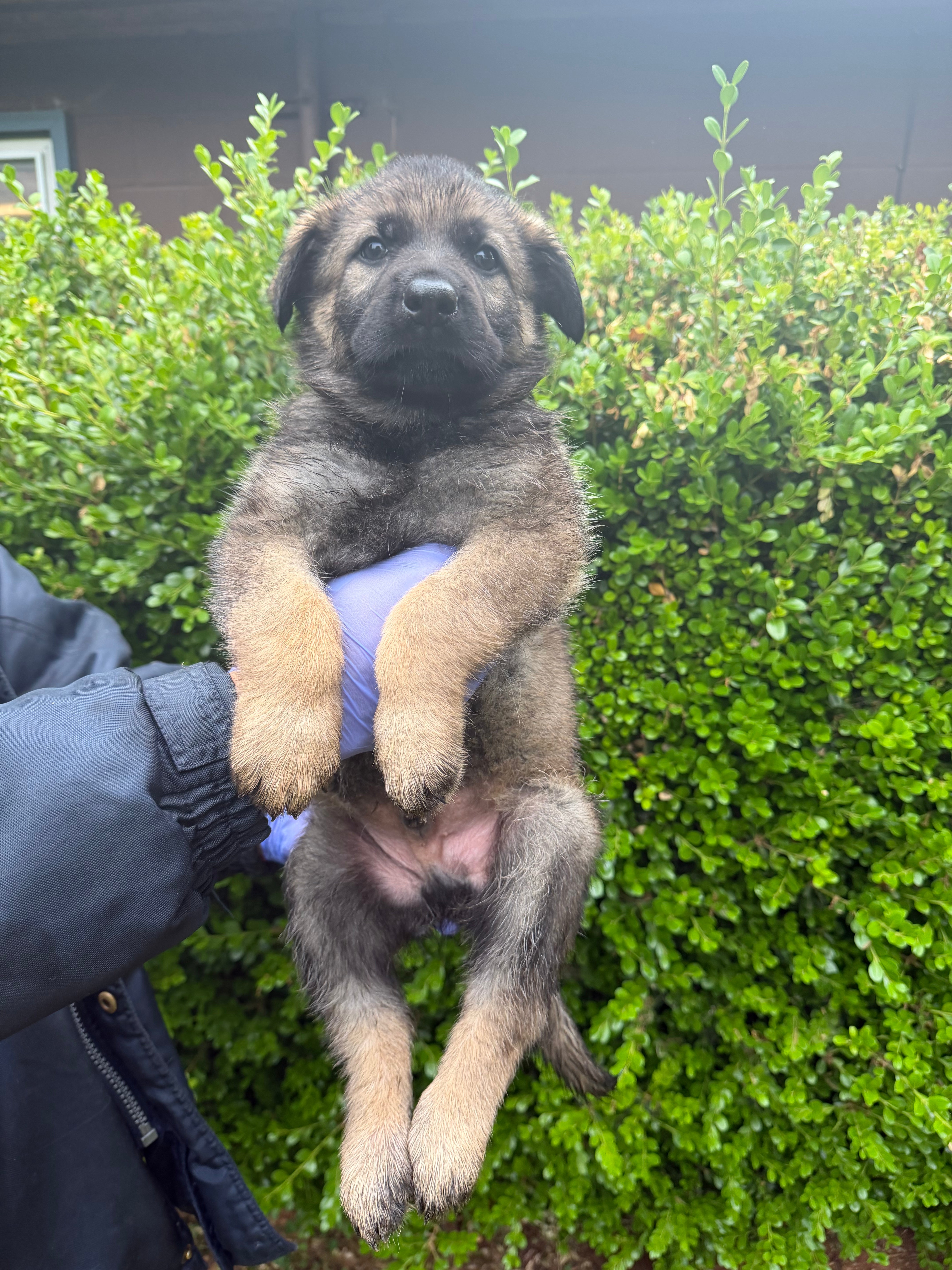 G litter puppies
