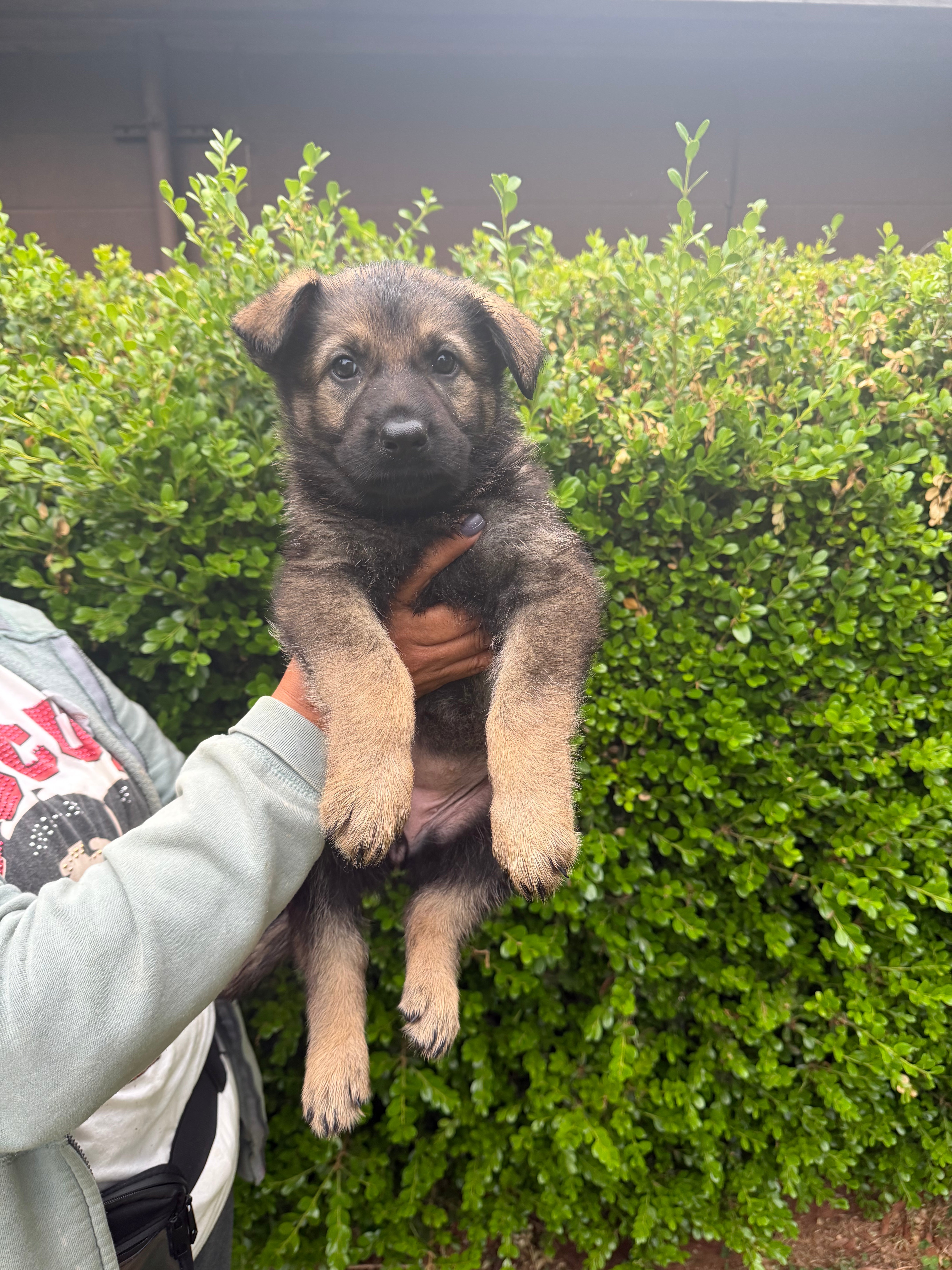 G litter puppies