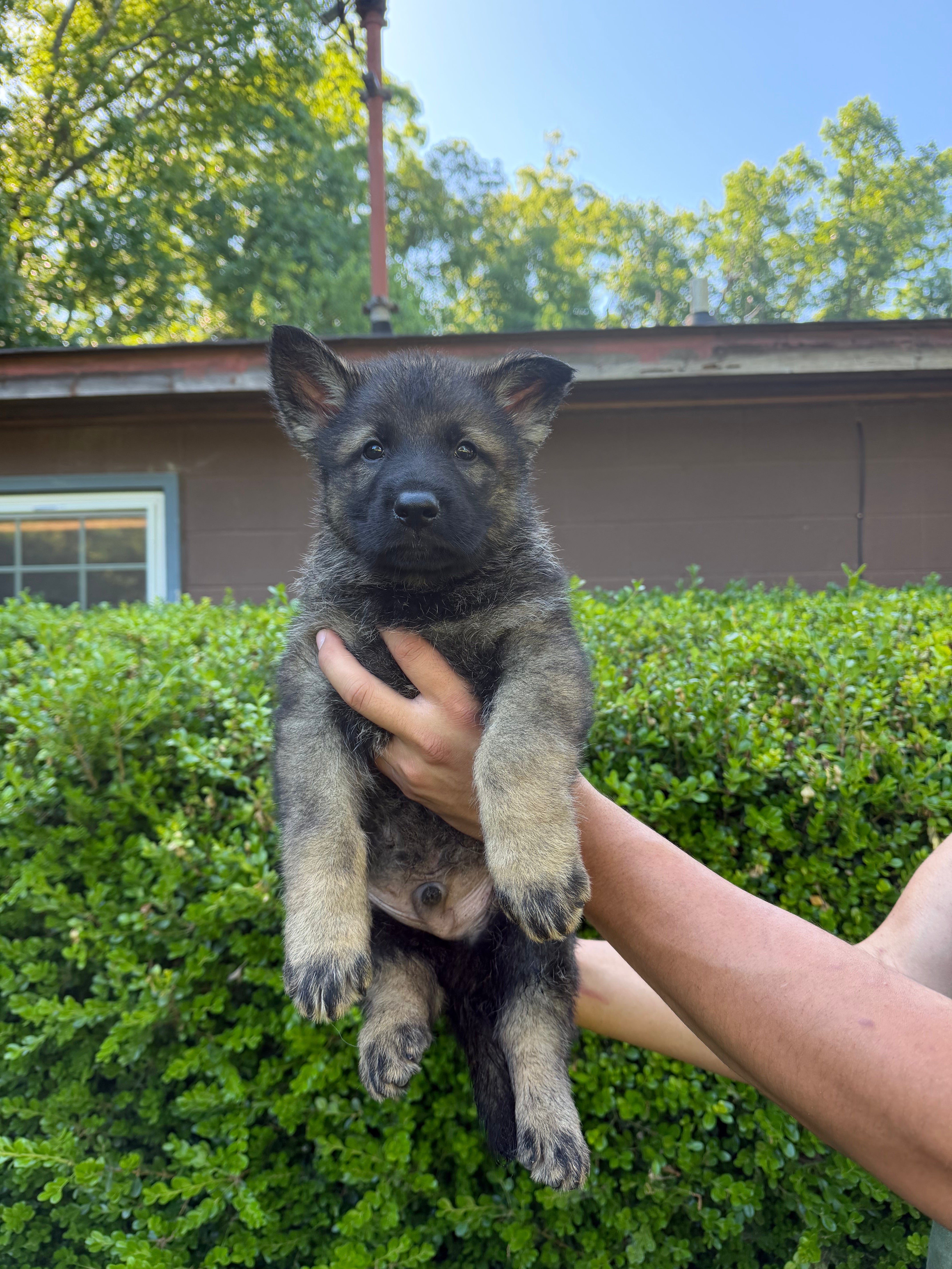 H litter puppies 2026