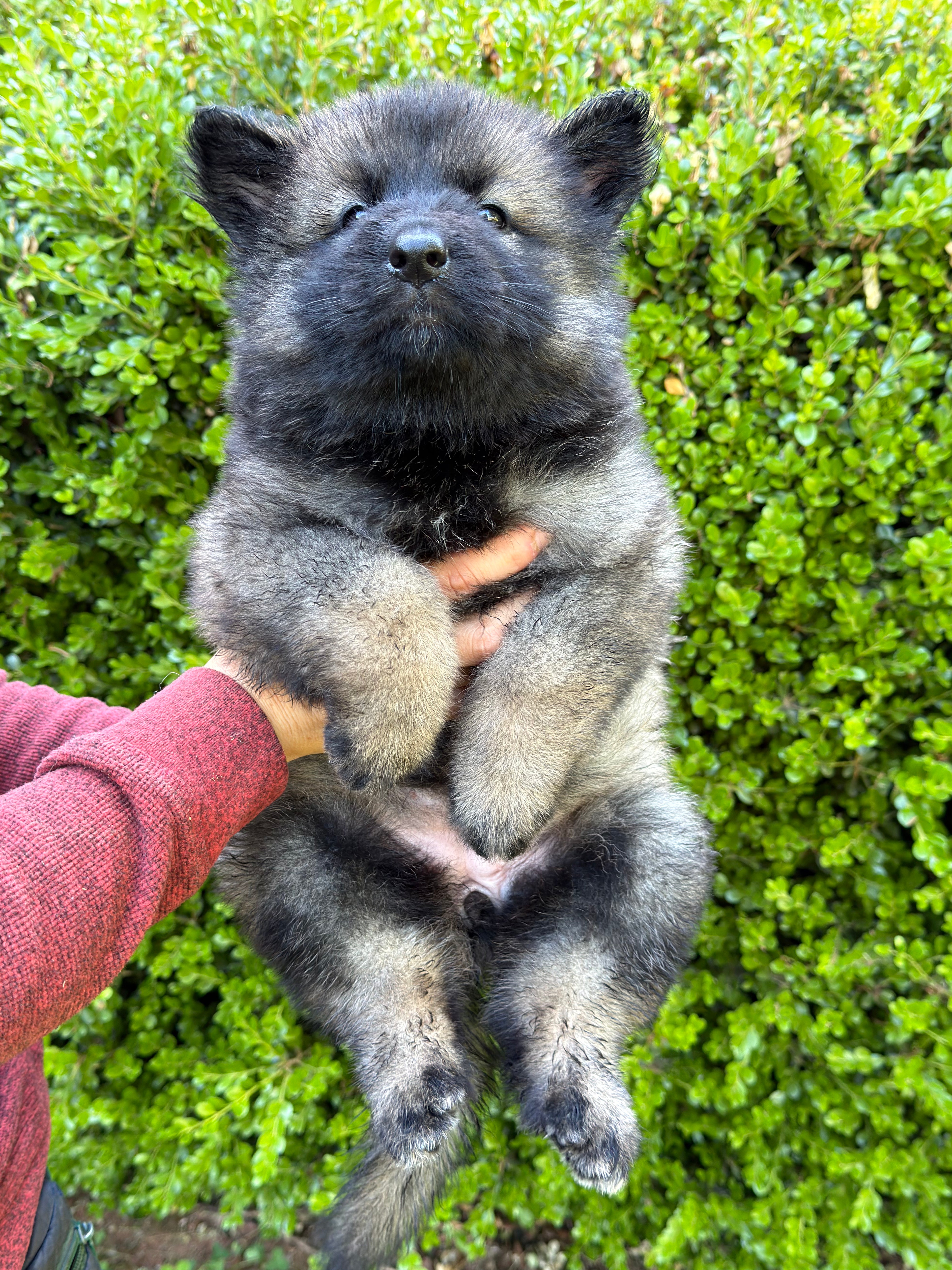 H litter puppies 2026