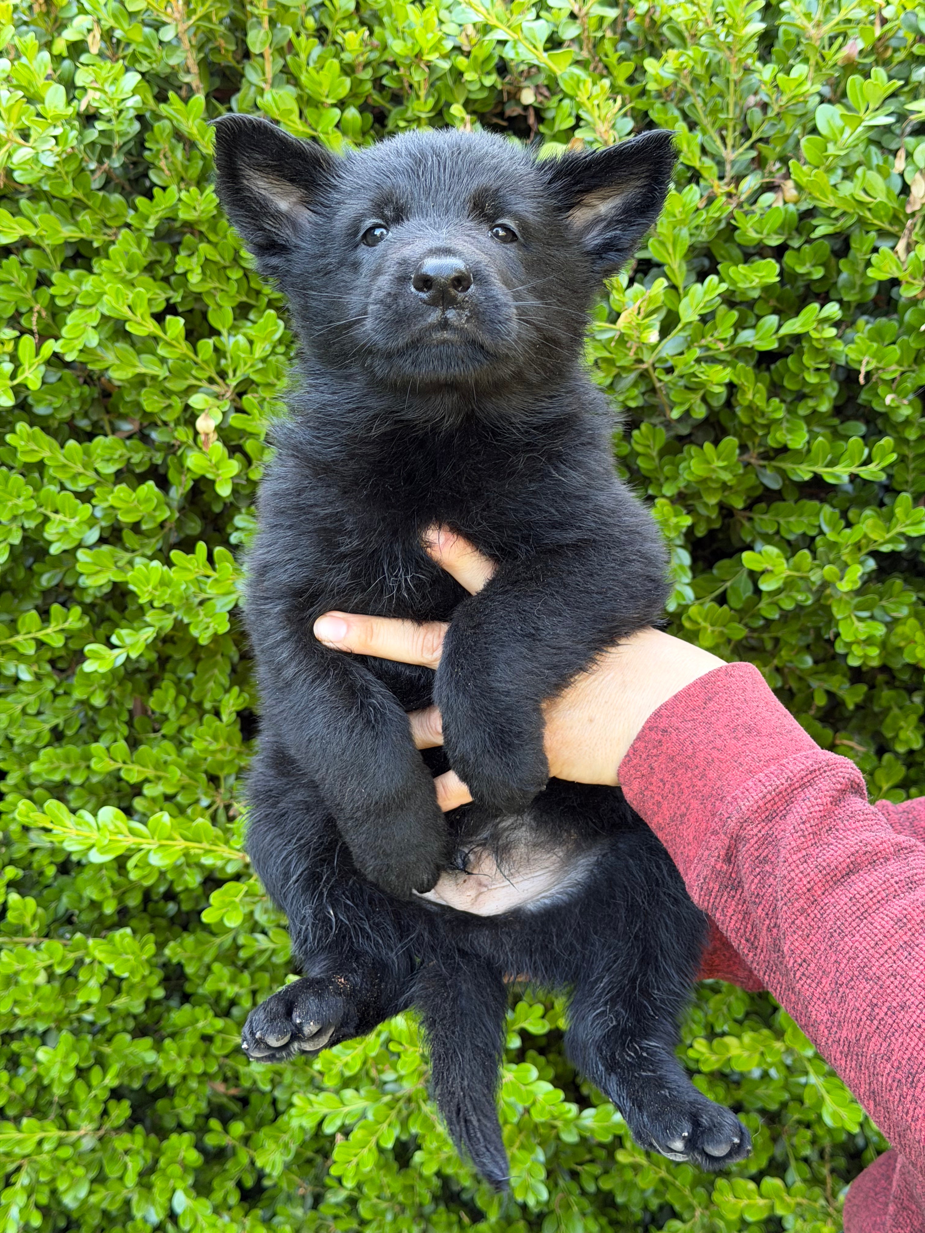 H litter puppies 2026
