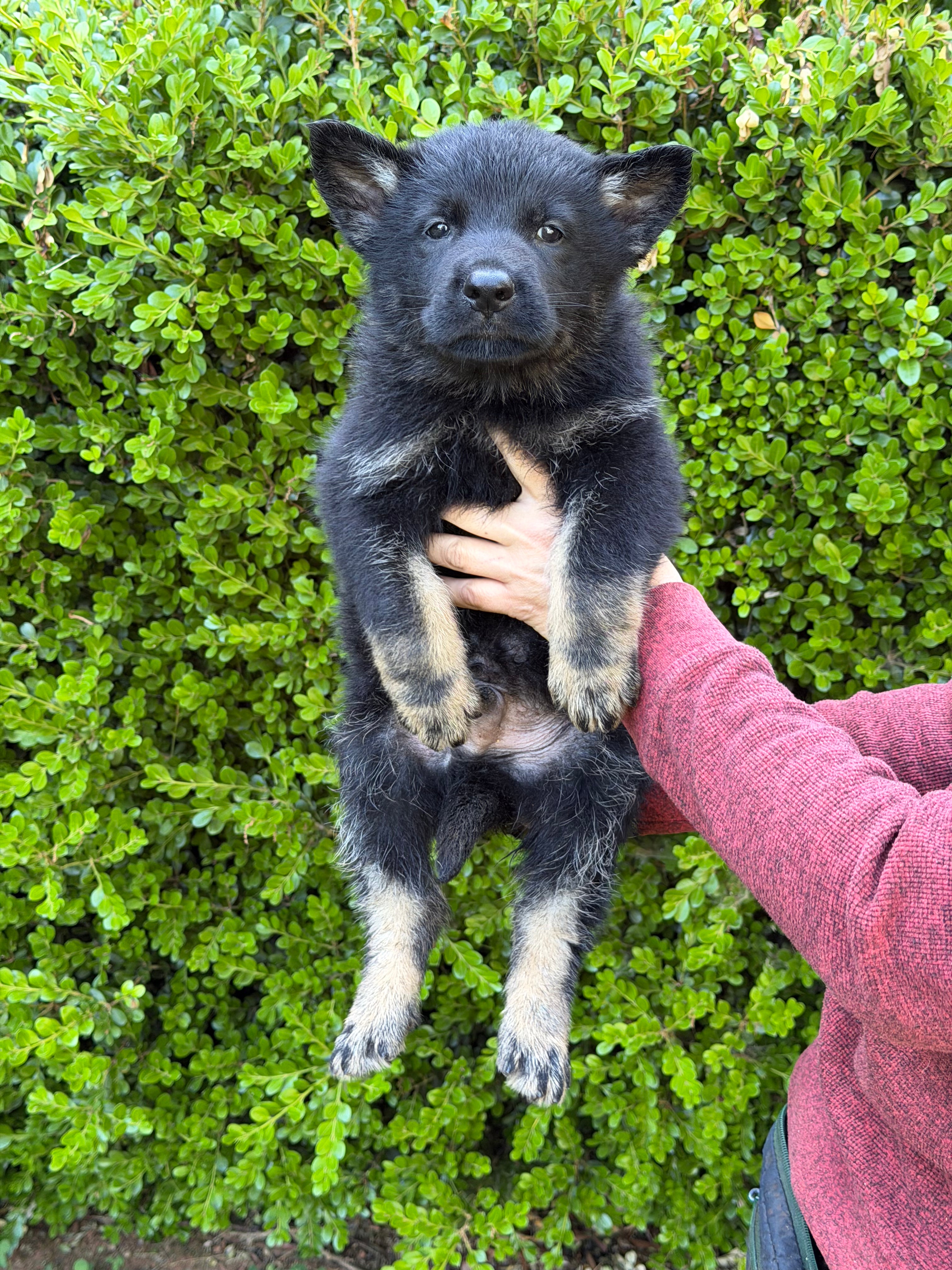 H litter puppies 2026