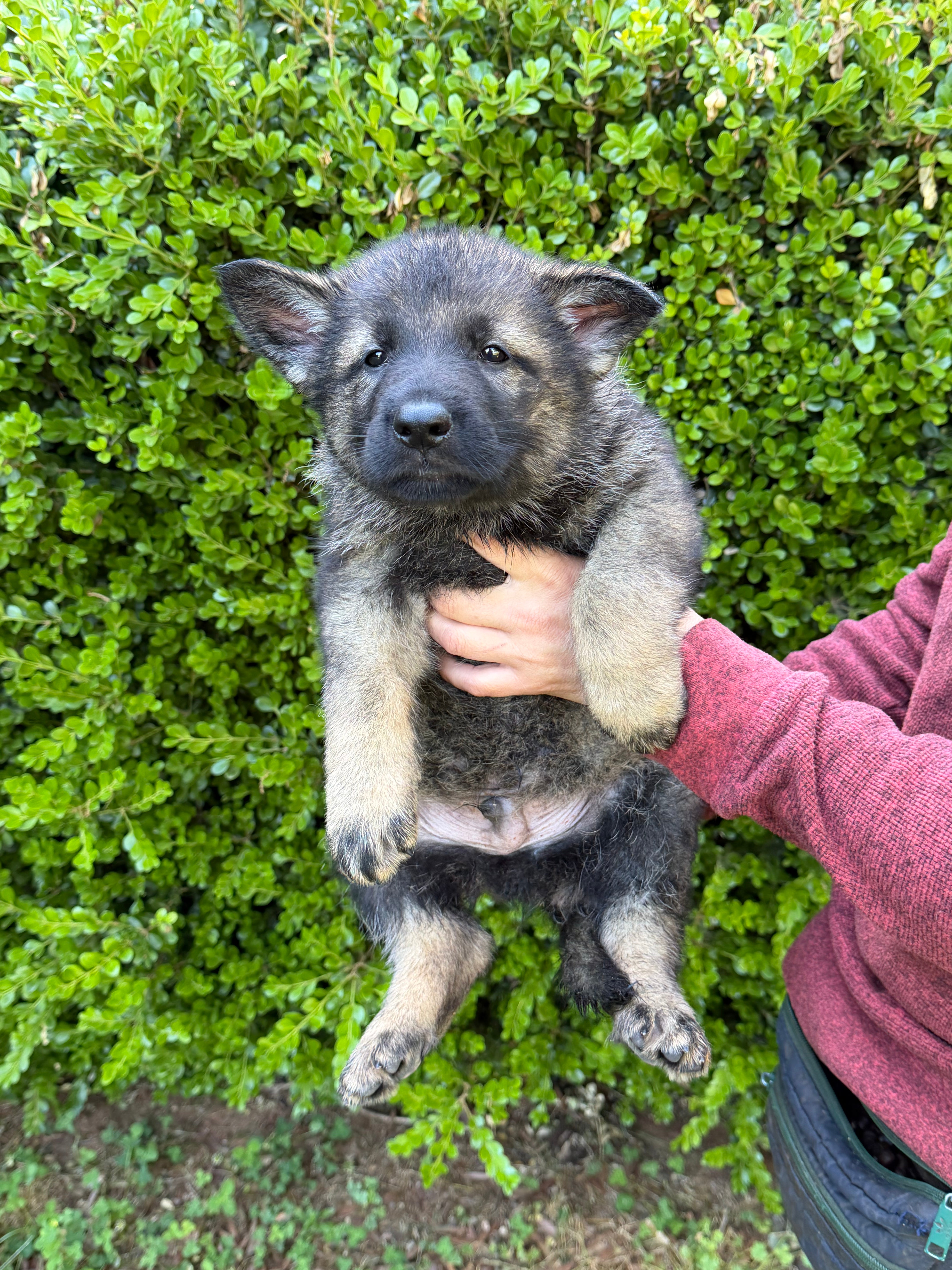 H litter puppies 2026