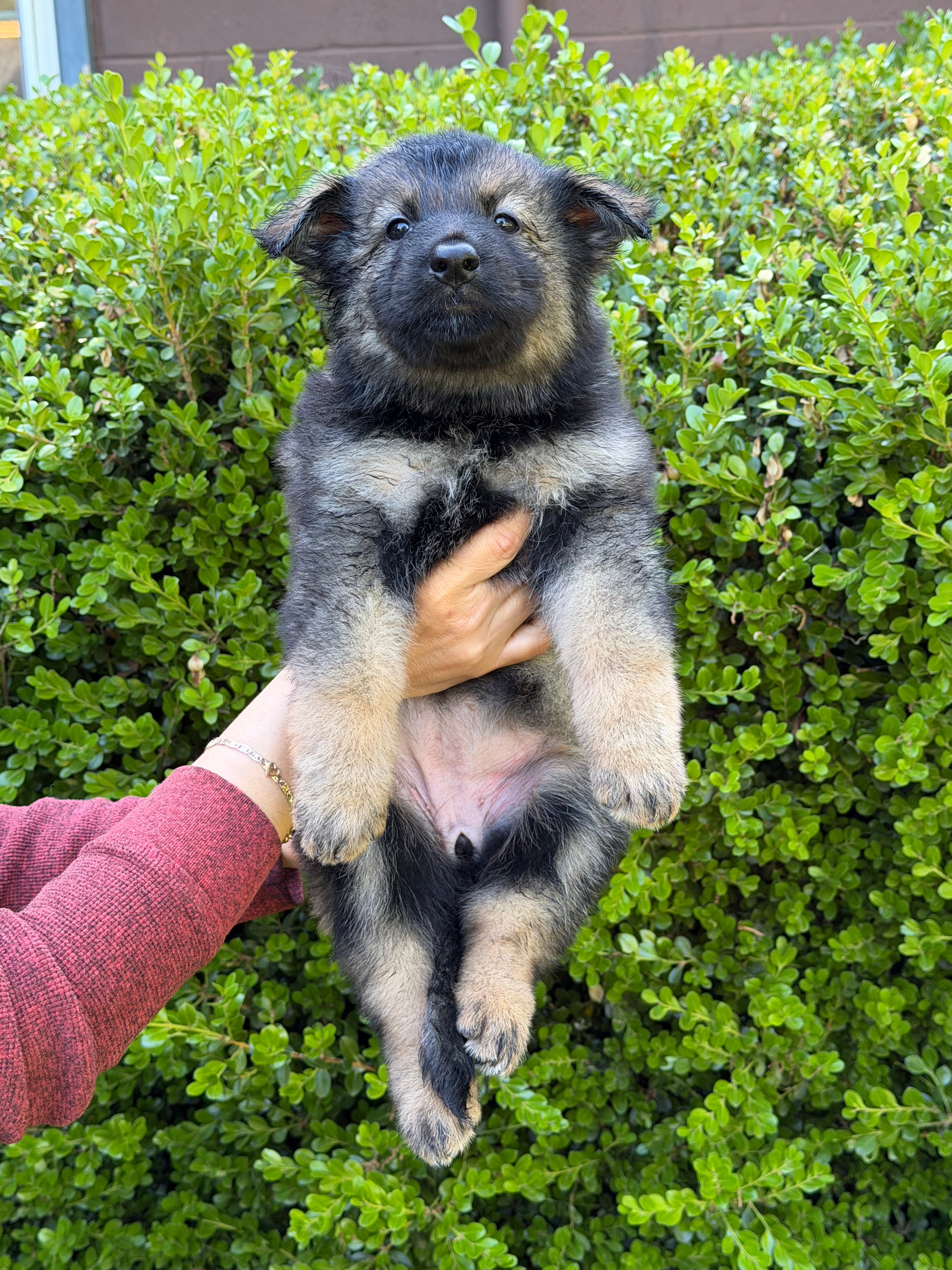 H litter puppies 2026
