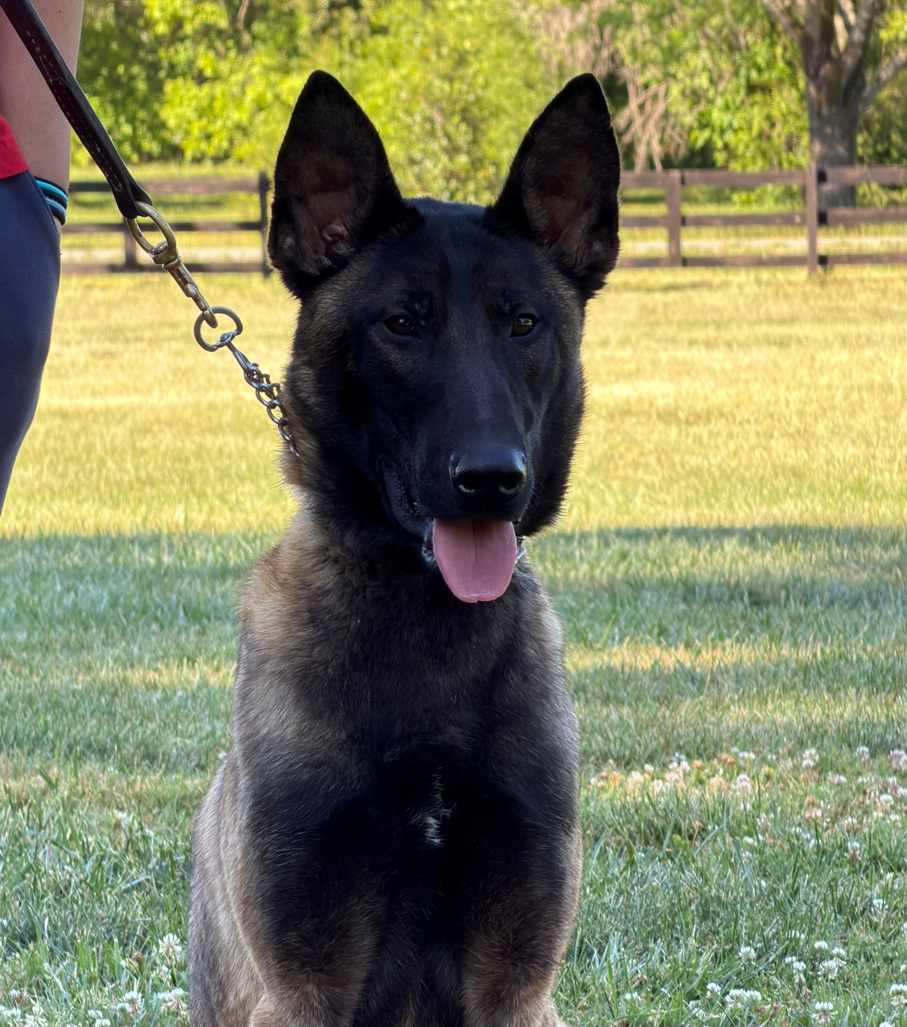 Danny Male Adolescent Belgian Malinois