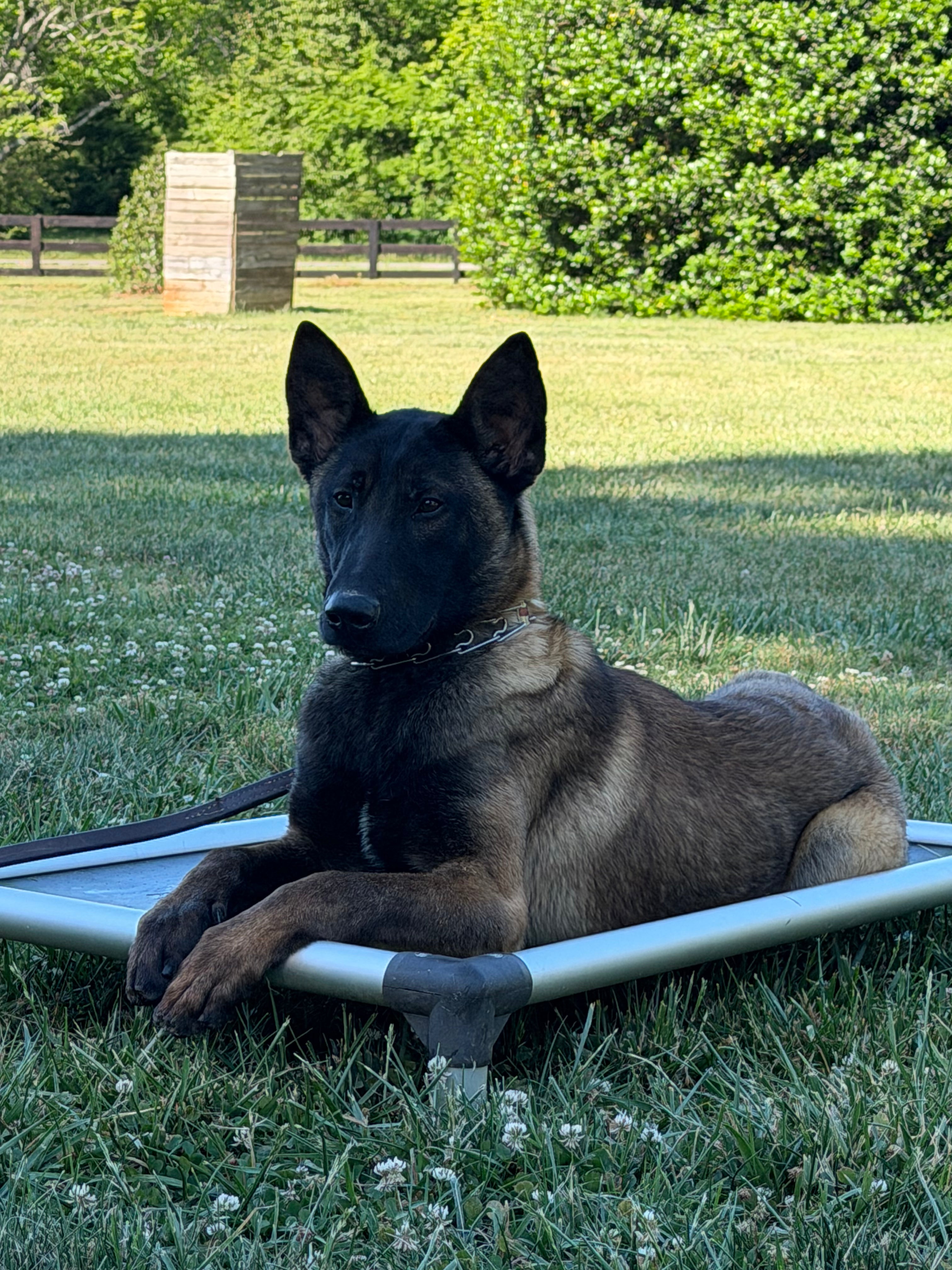 Danny Male Adolescent Belgian Malinois