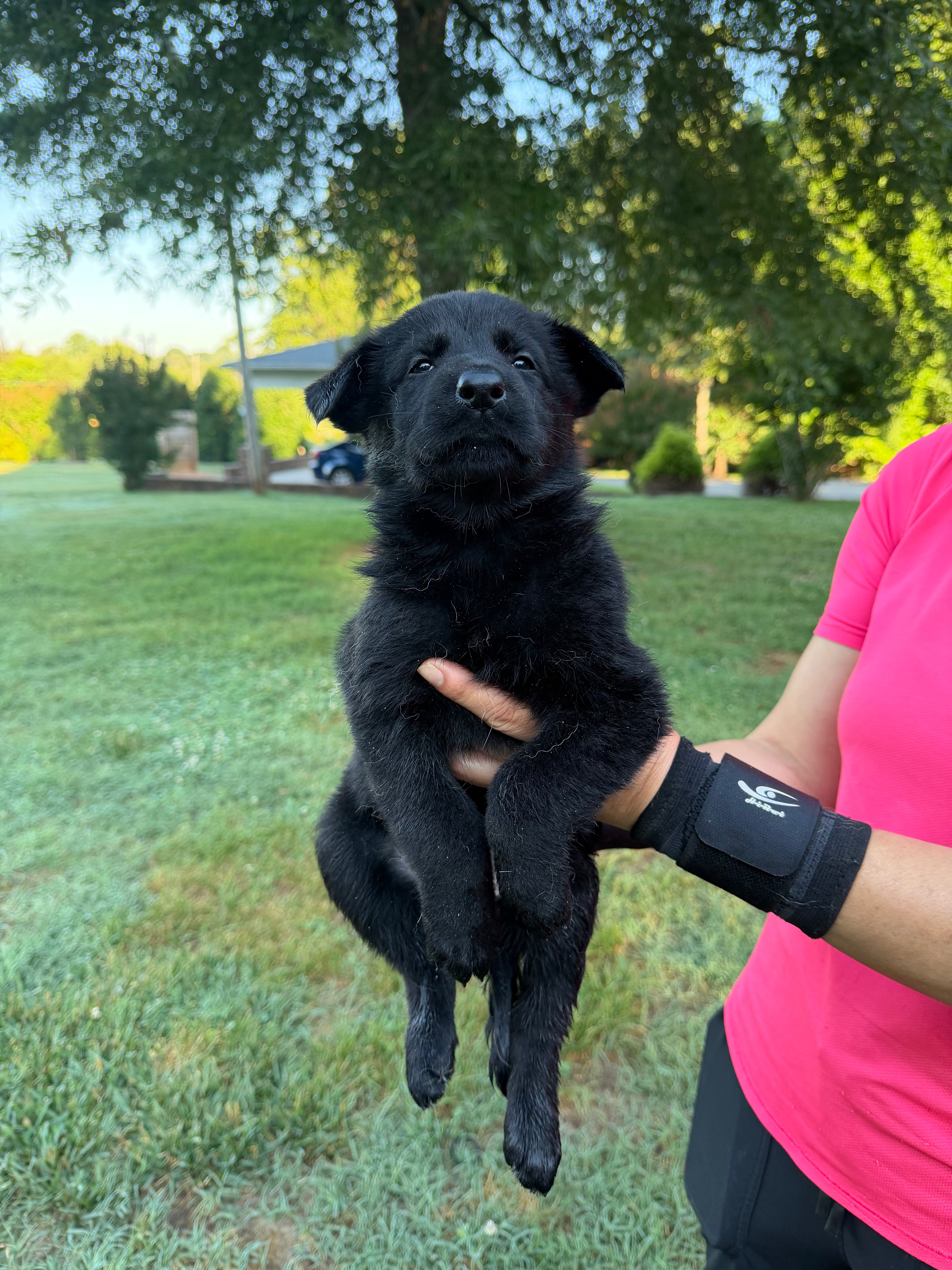 J litter puppies 2026