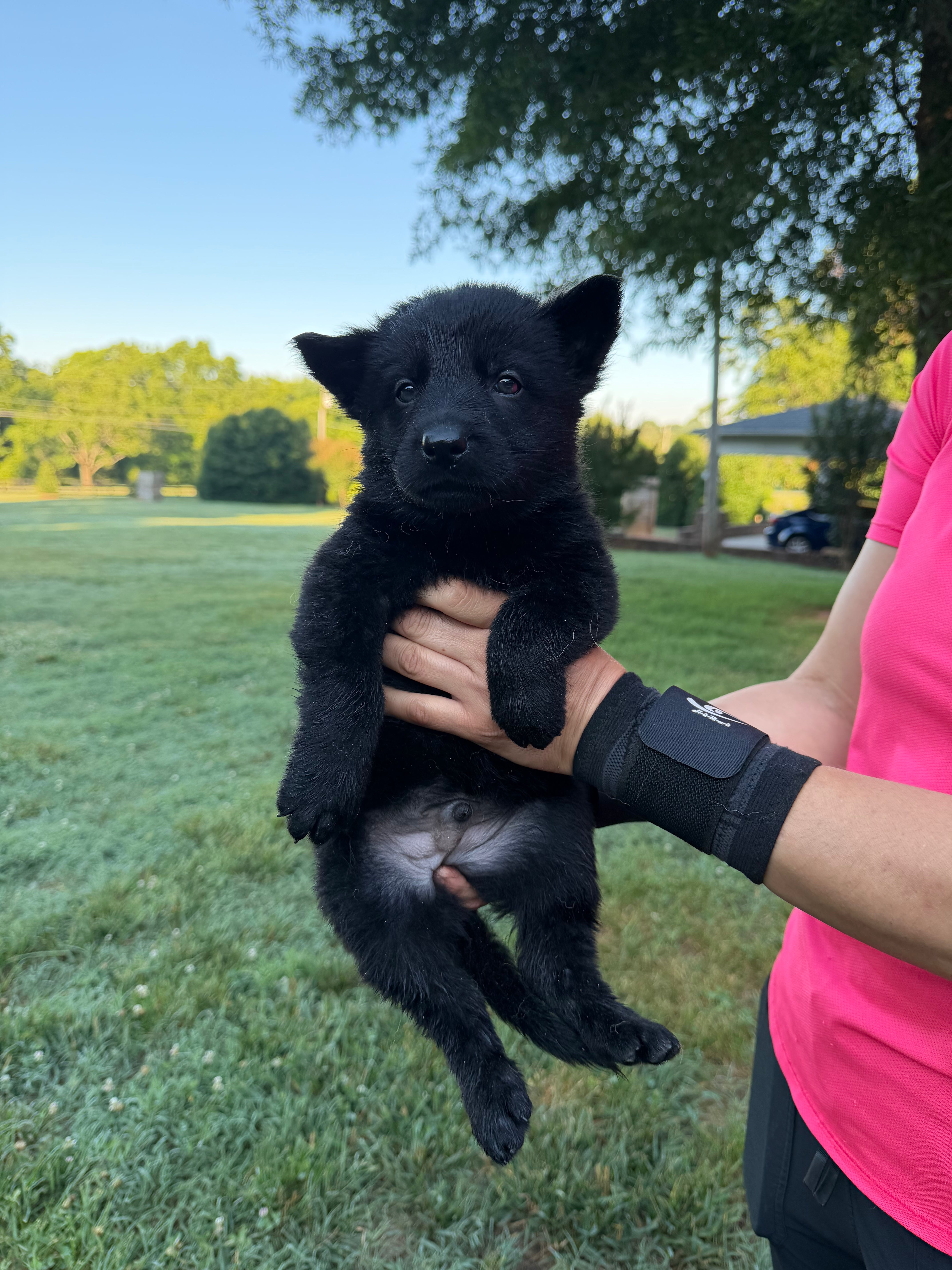 J litter puppies 2026
