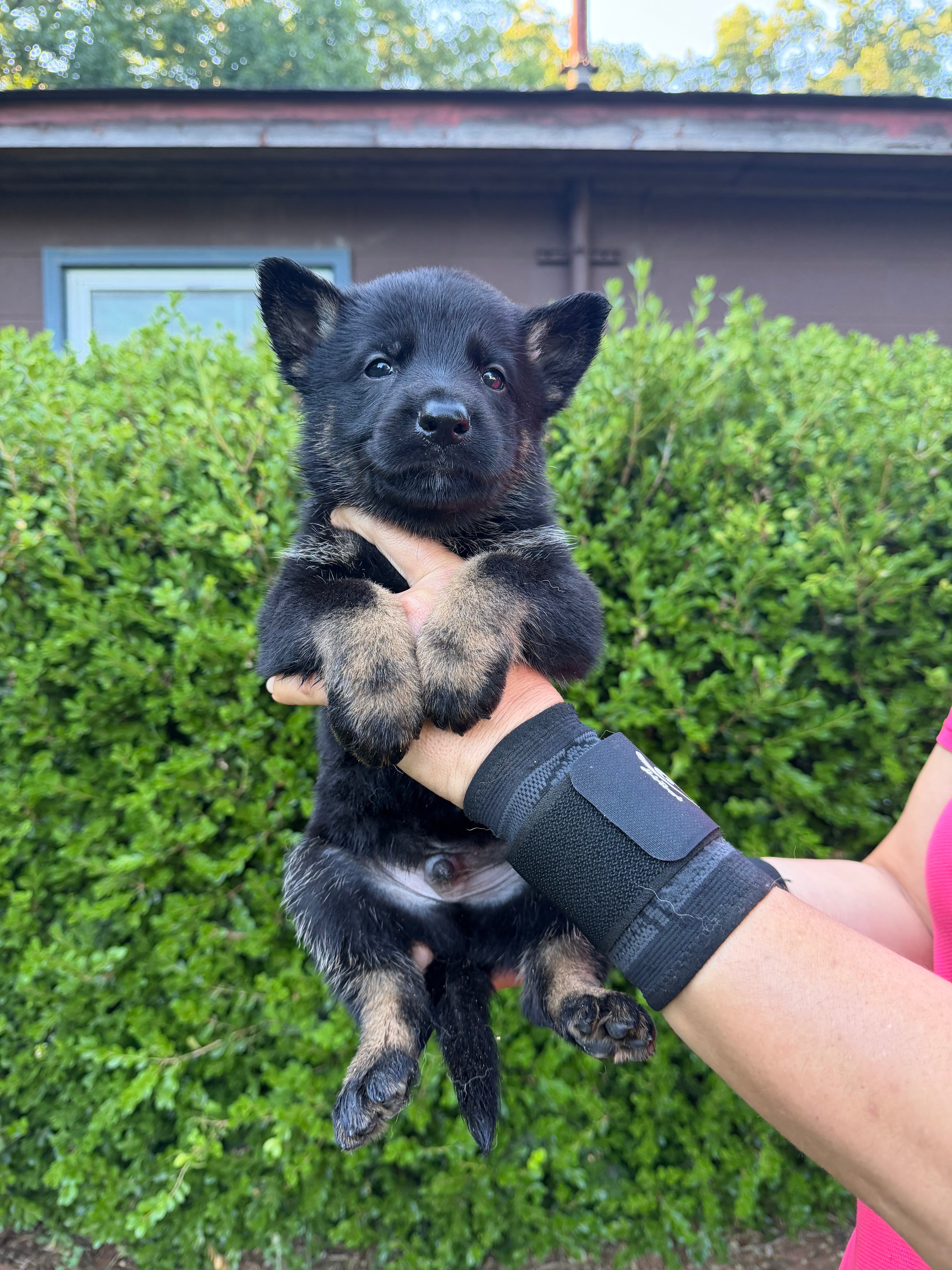 J litter puppies 2026