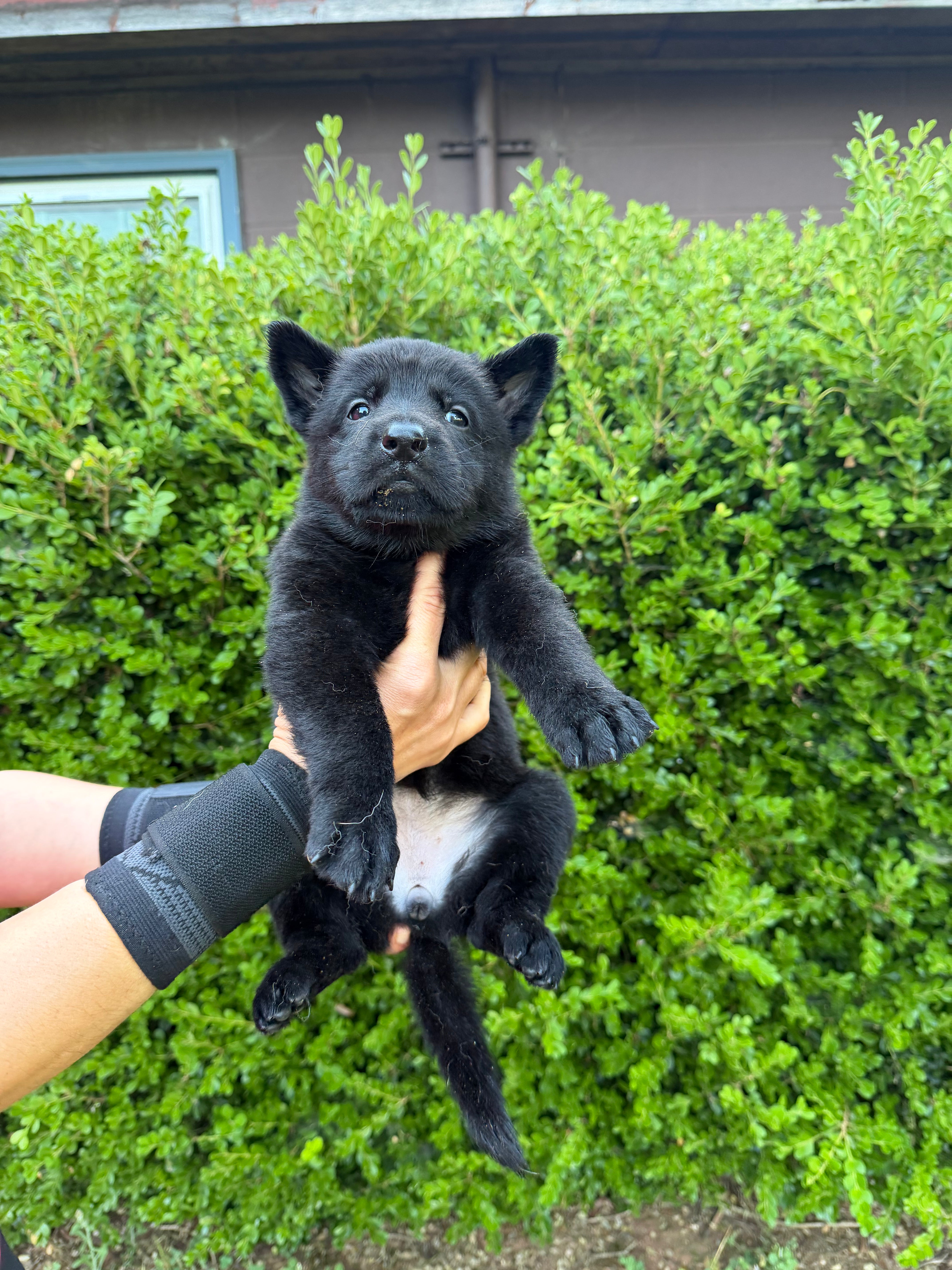 J litter puppies 2026