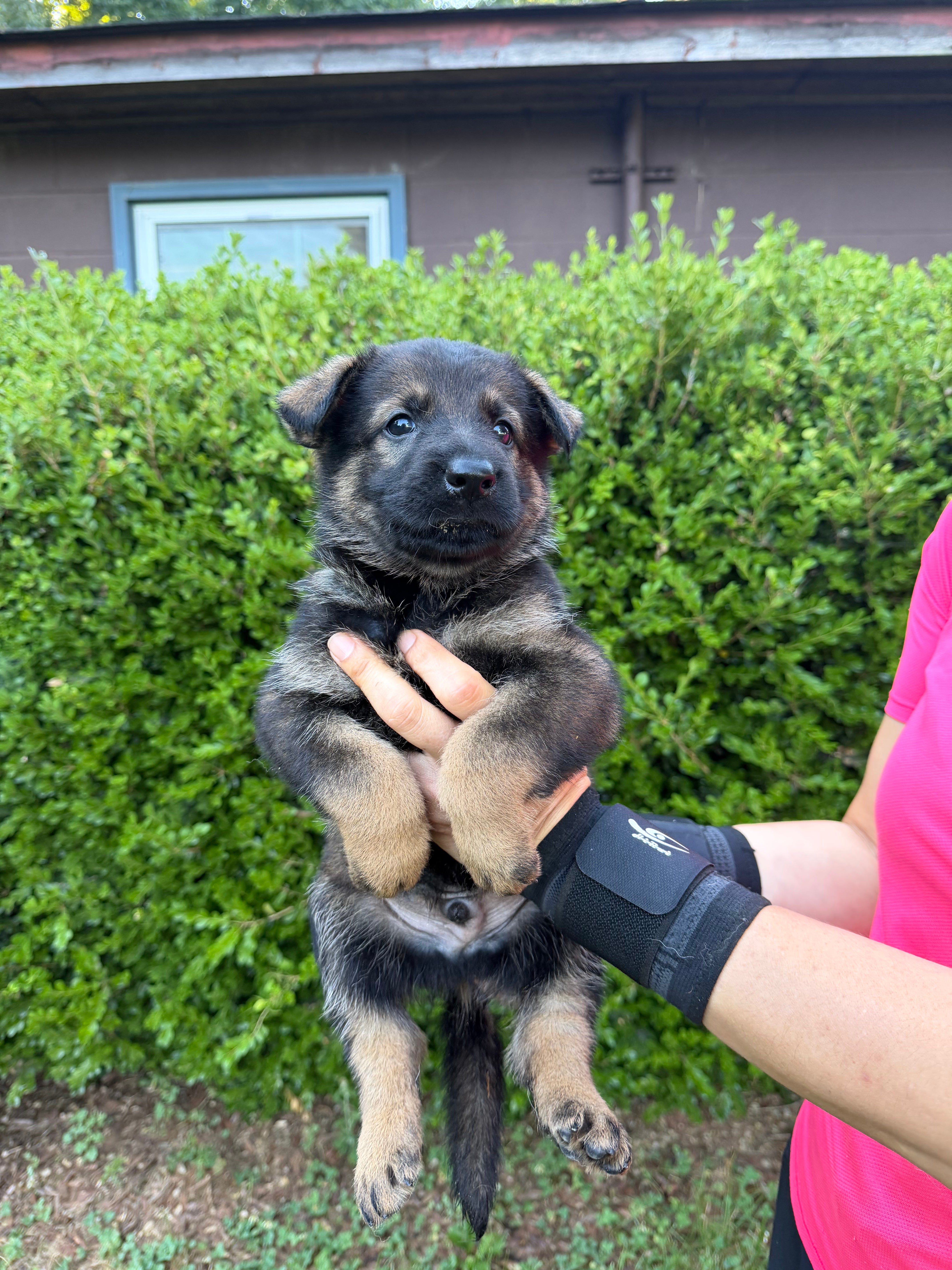 J litter puppies 2026