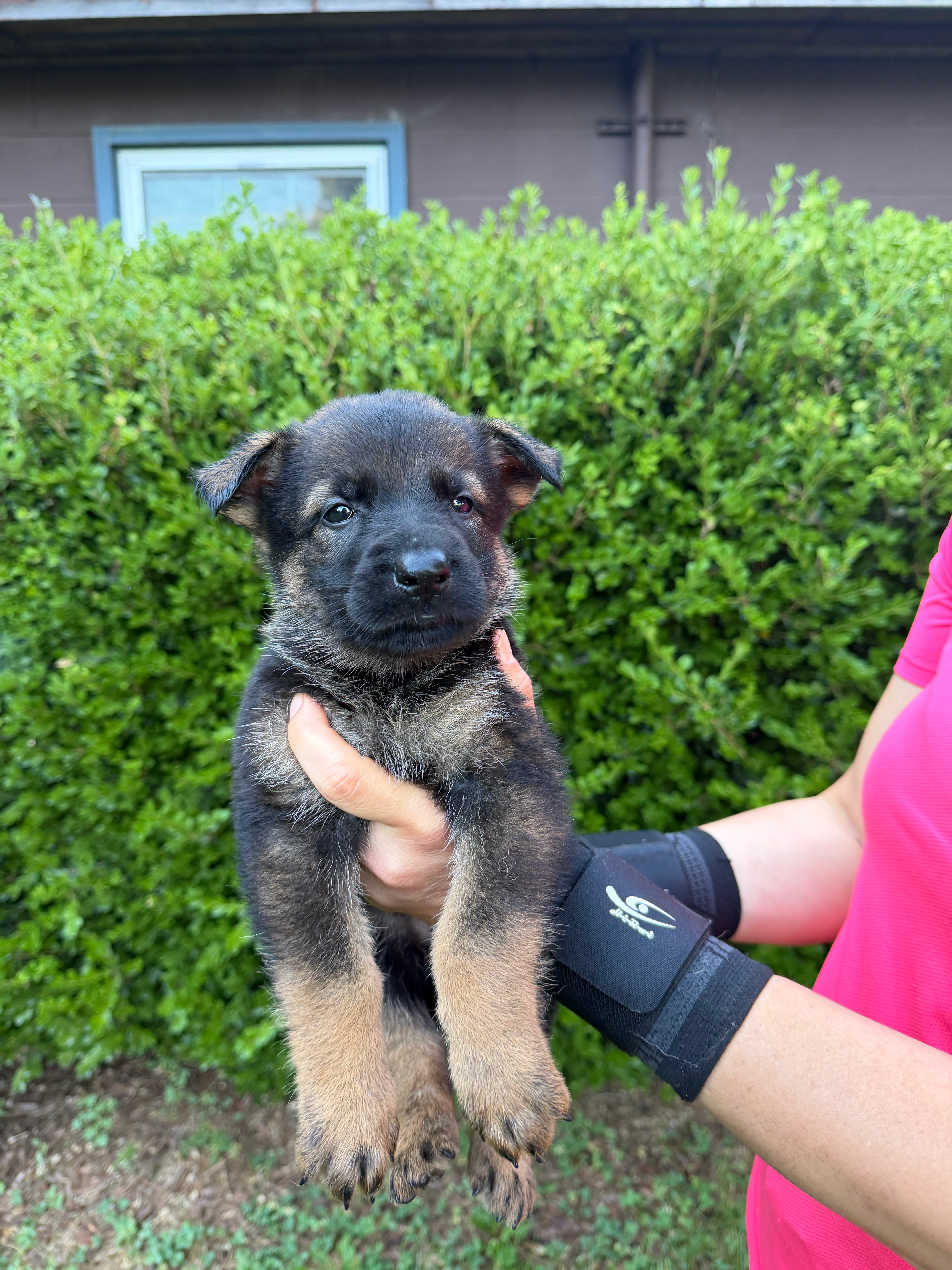 J litter puppies 2026