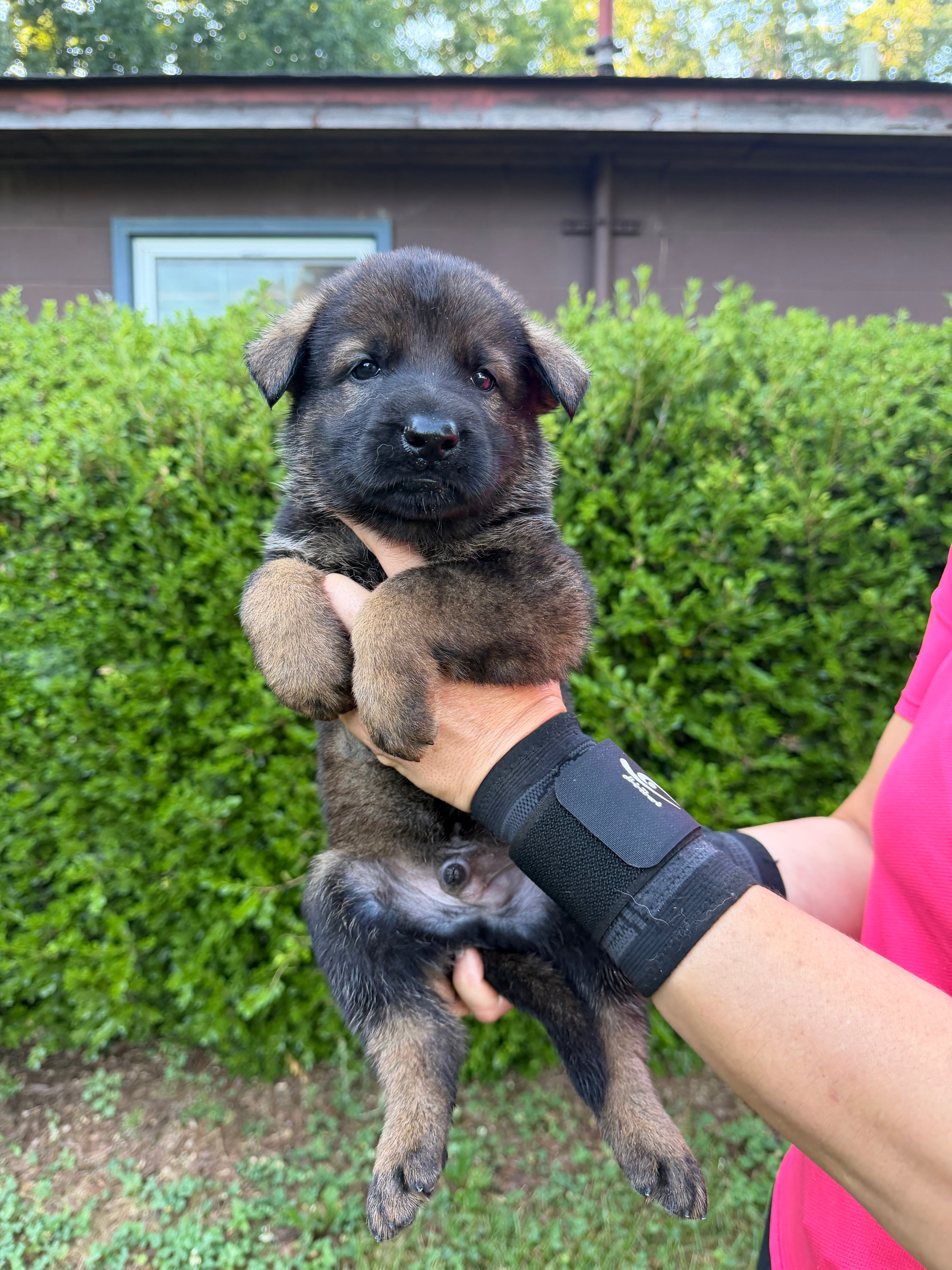 J litter puppies 2026