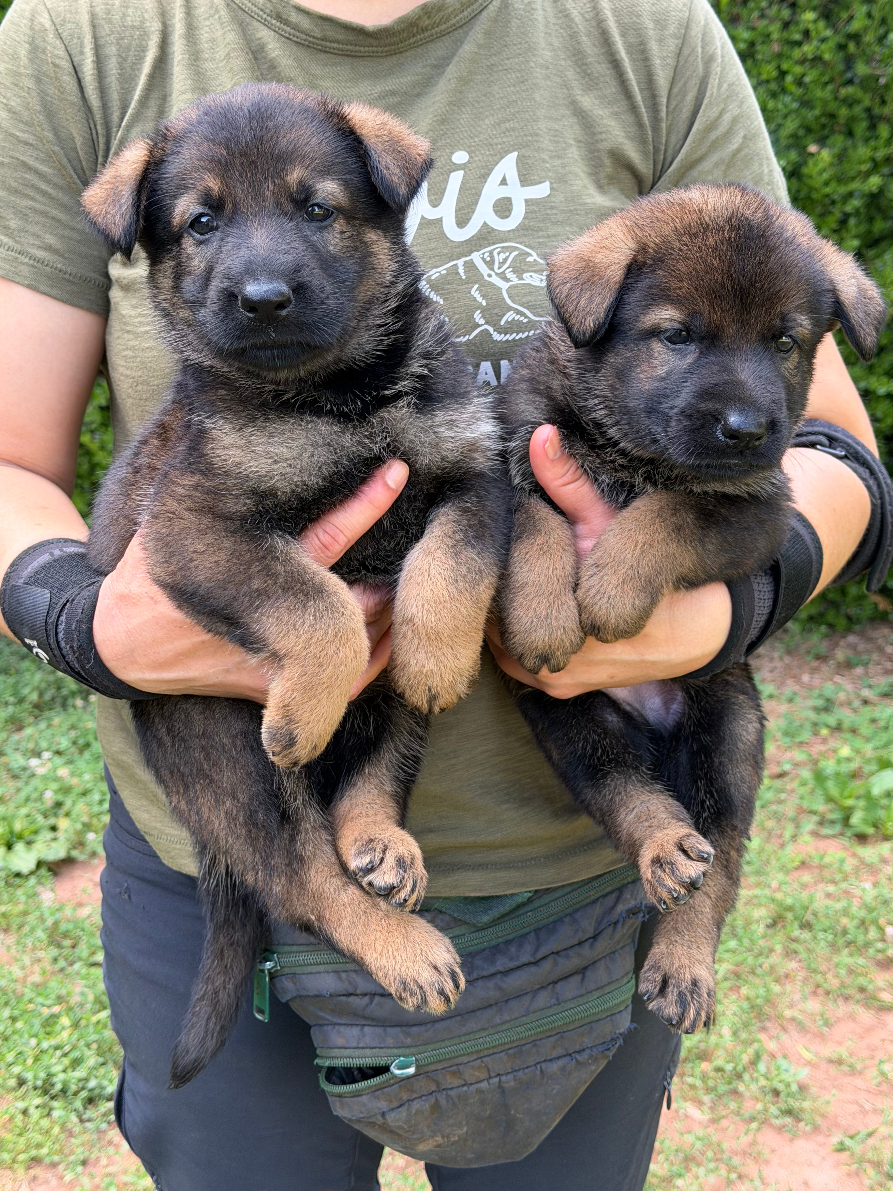 J litter puppies 2026