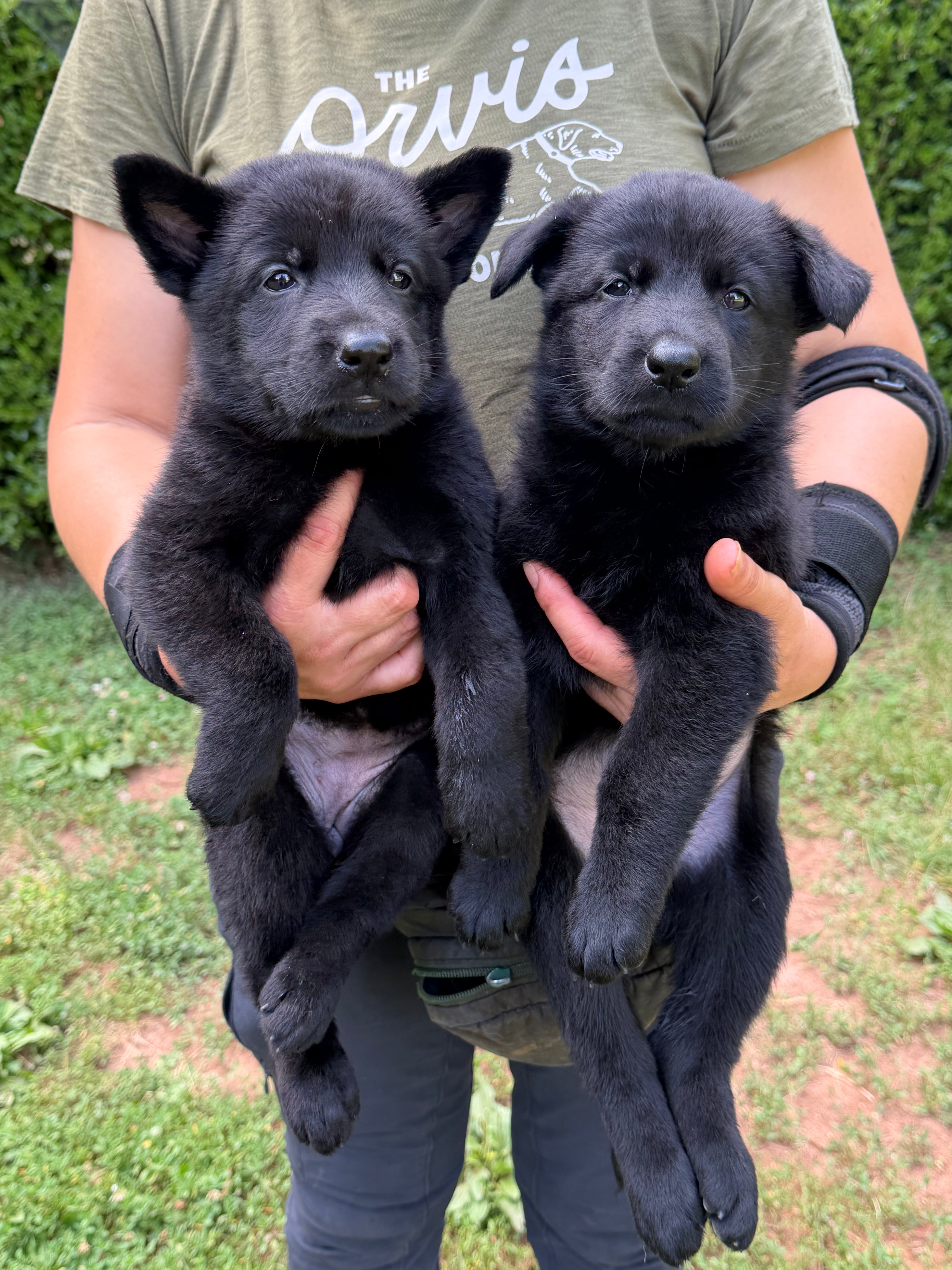 J litter puppies 2026