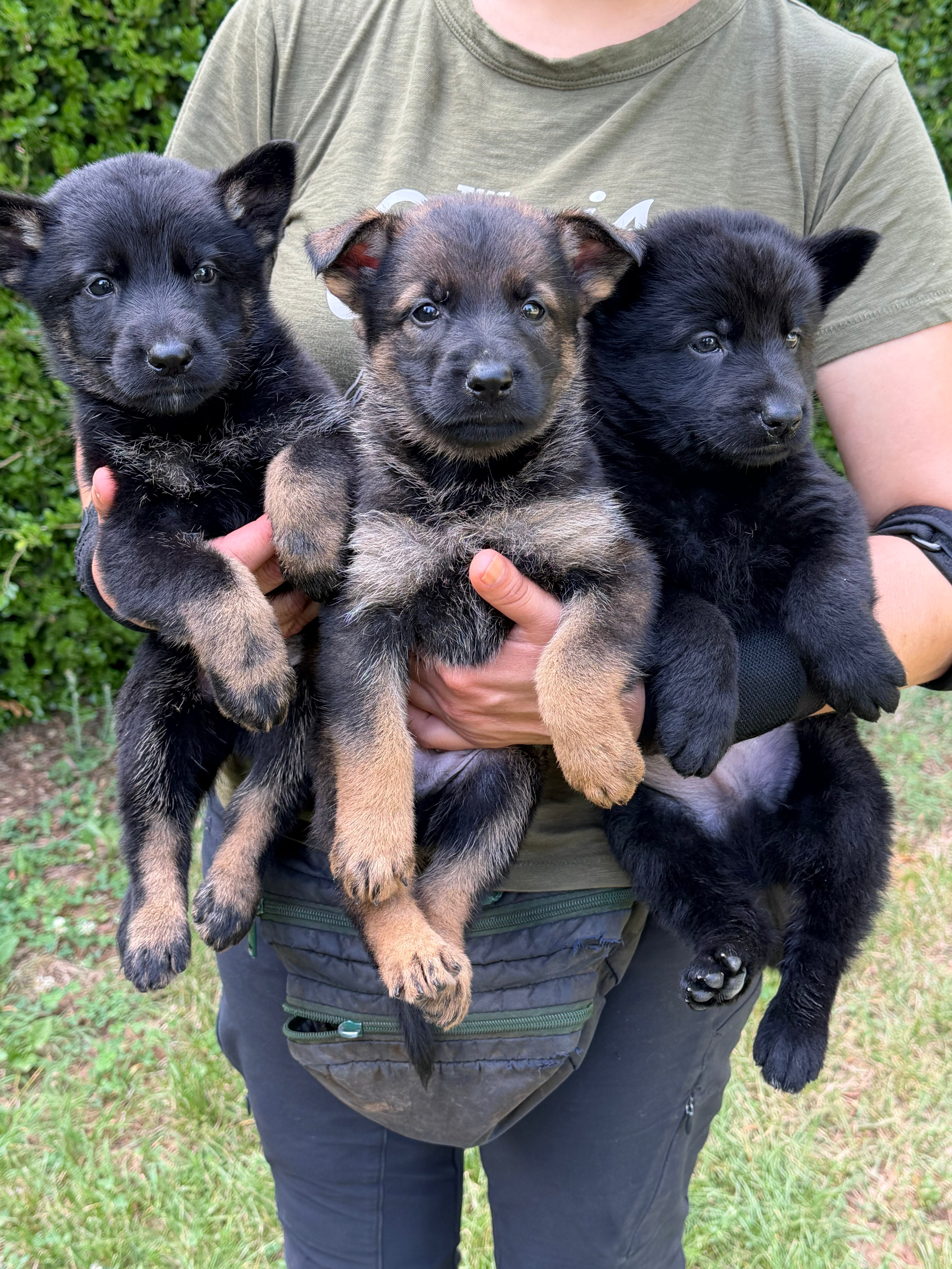 J litter puppies 2026