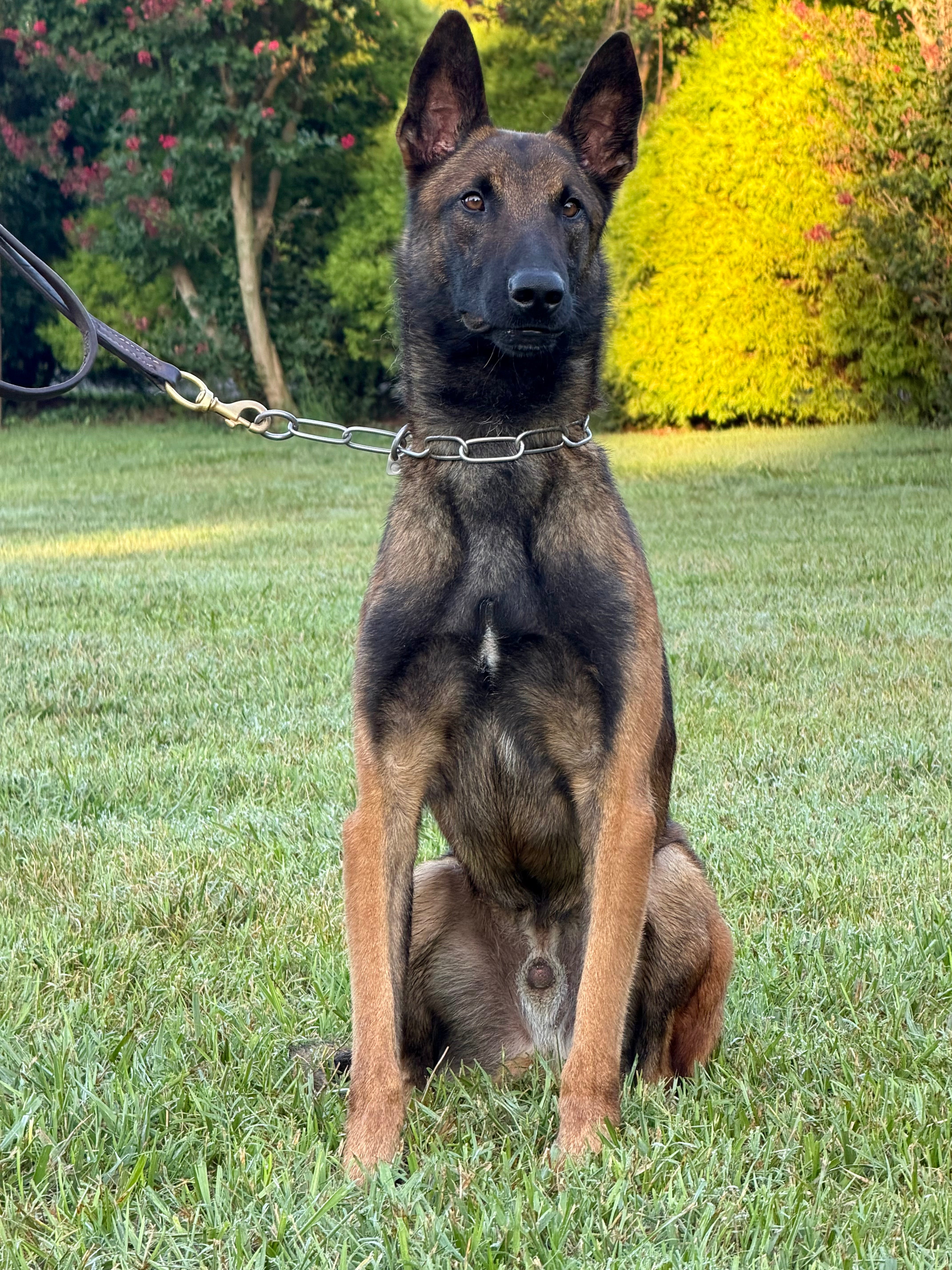 Eron Male Belgian Malinois