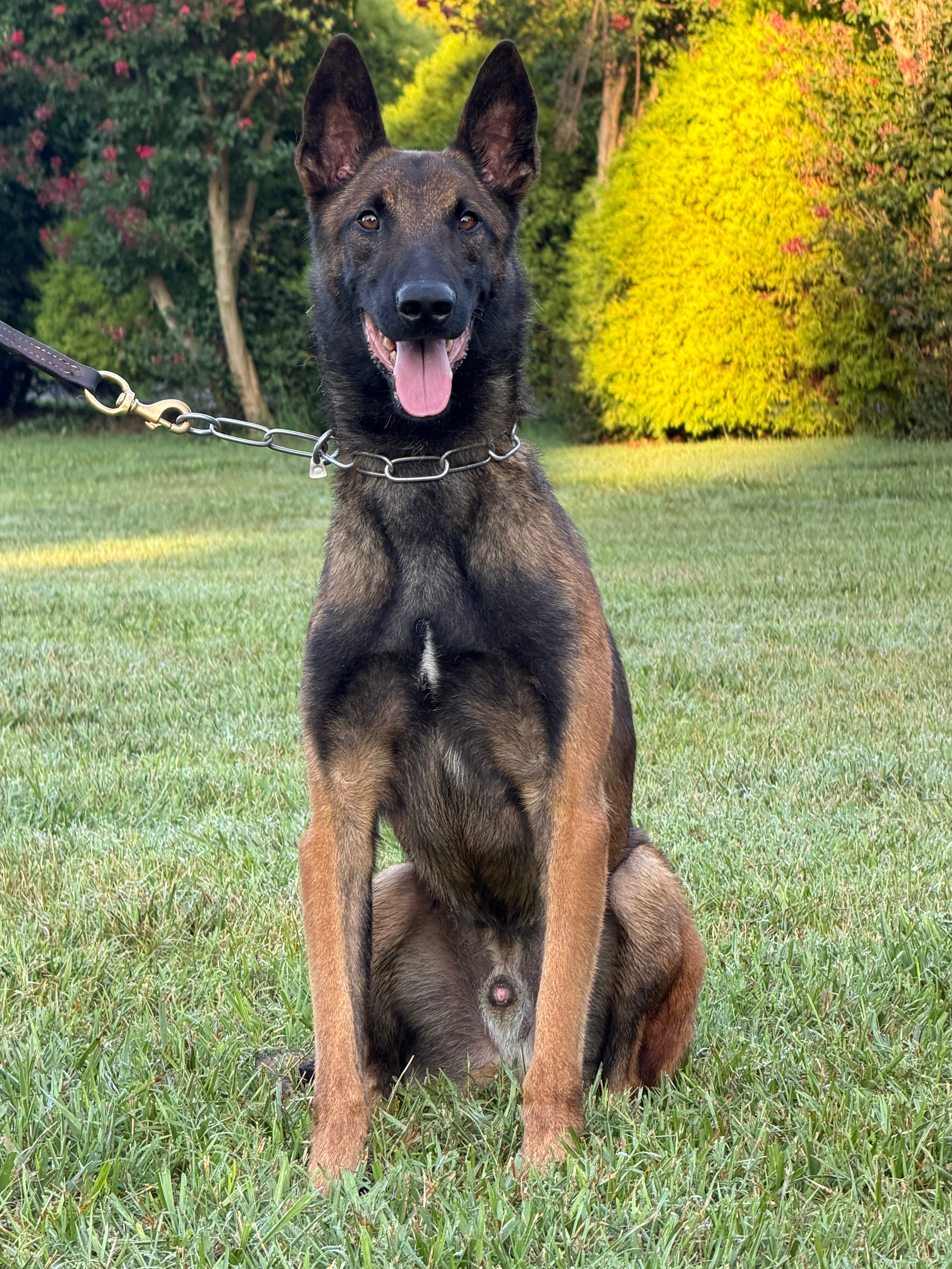 Eron Male Belgian Malinois