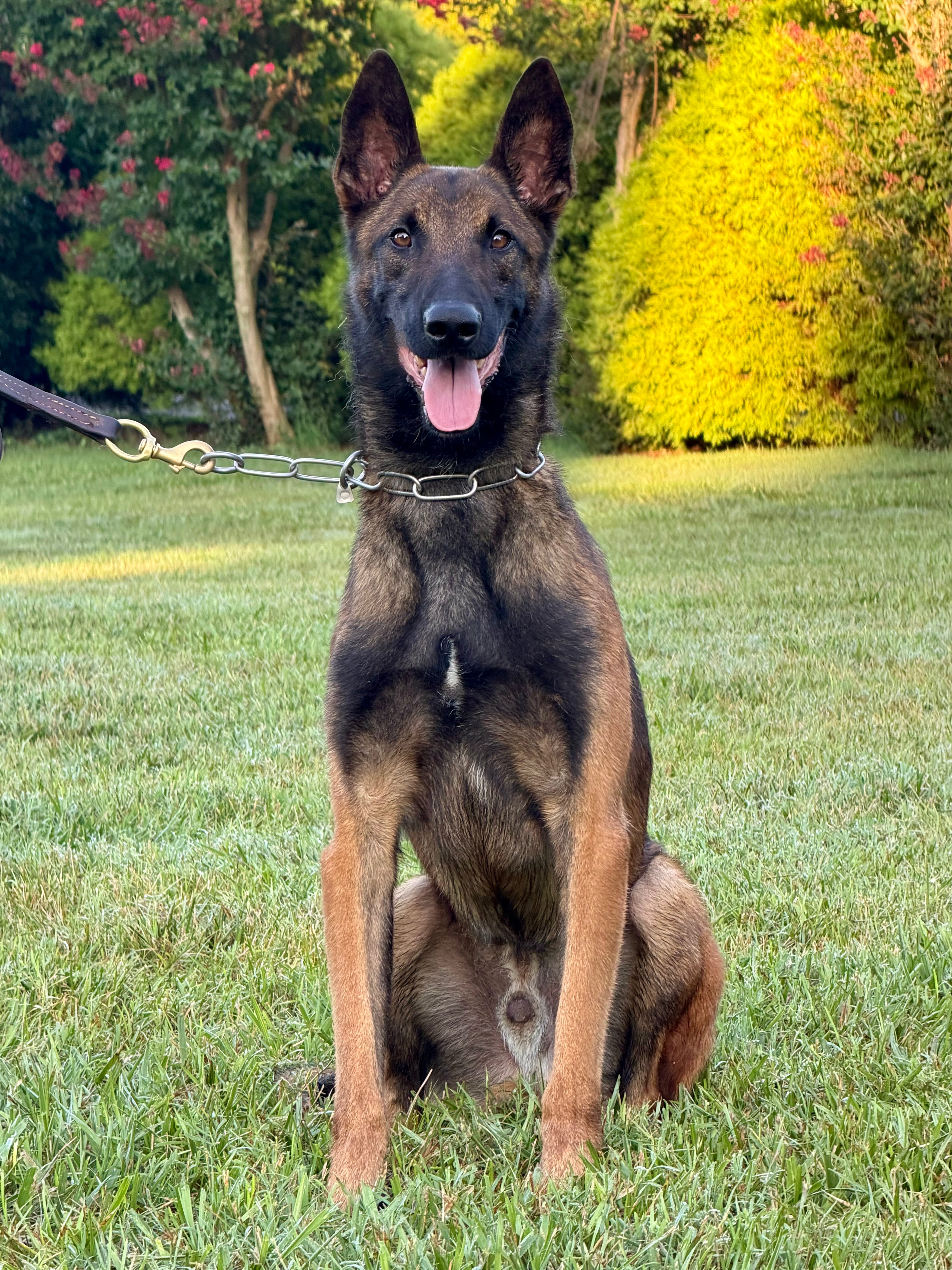 Eron Male Belgian Malinois