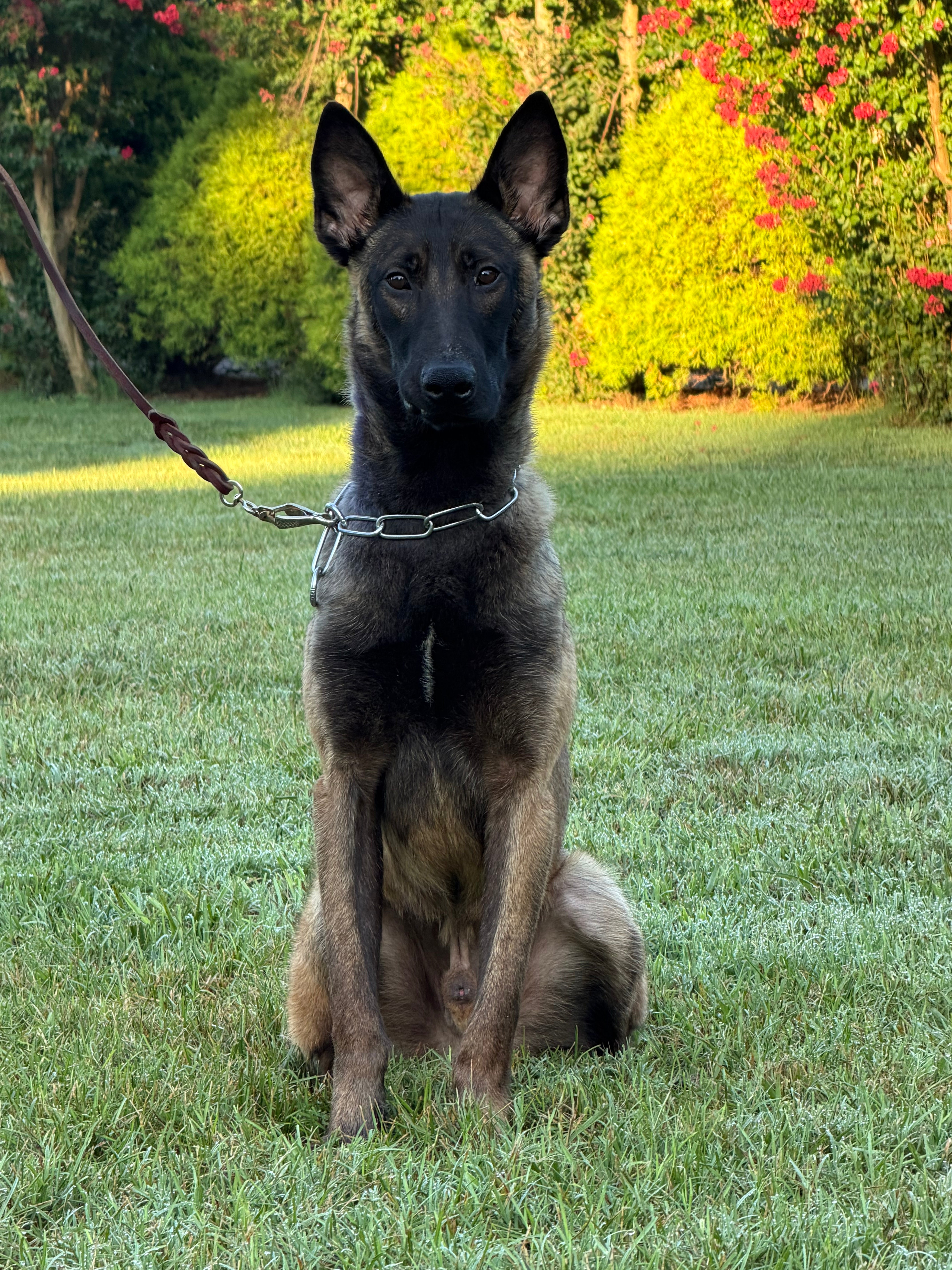 Danny Male Adolescent Belgian Malinois