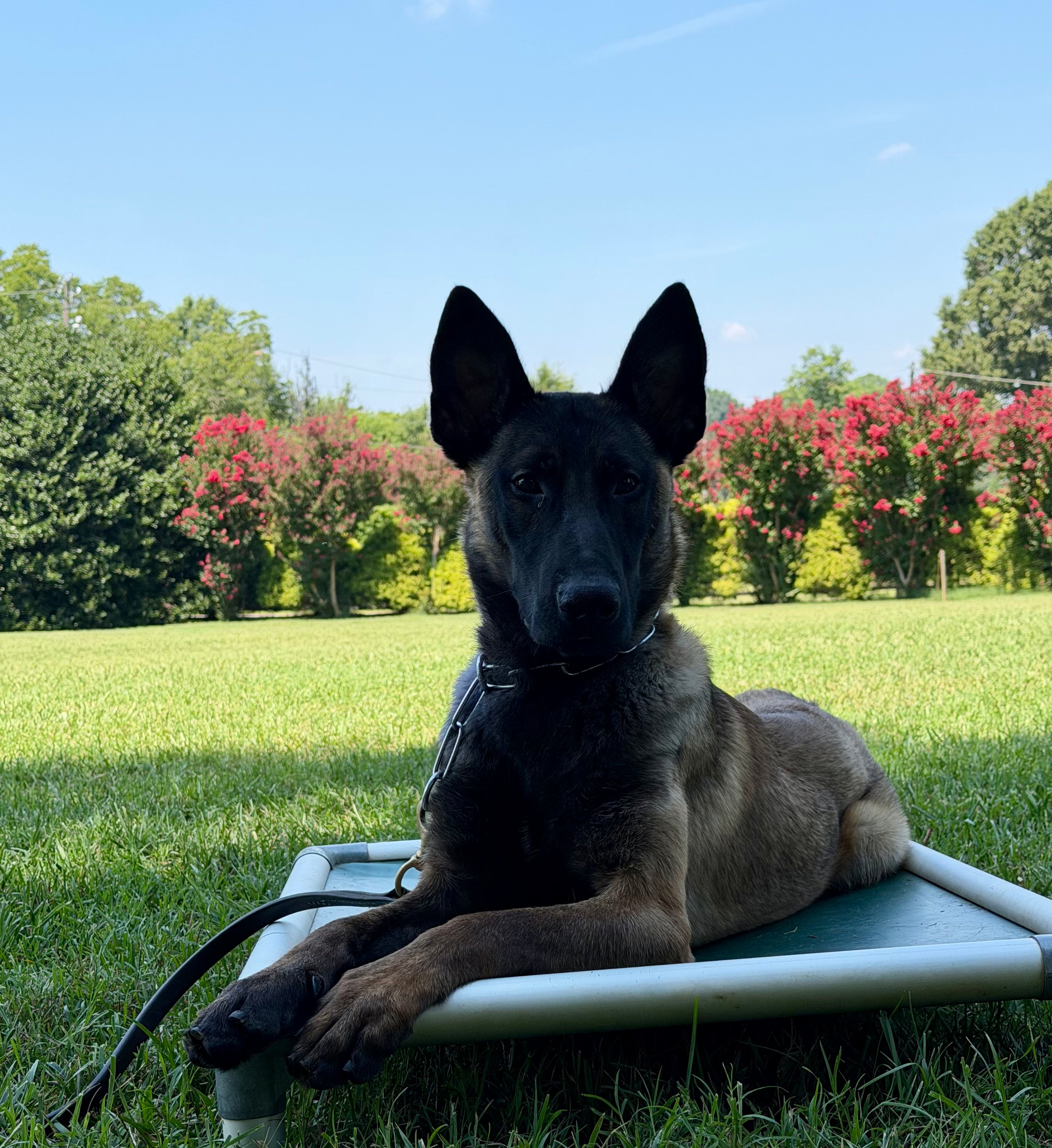 Danny Male Adolescent Belgian Malinois